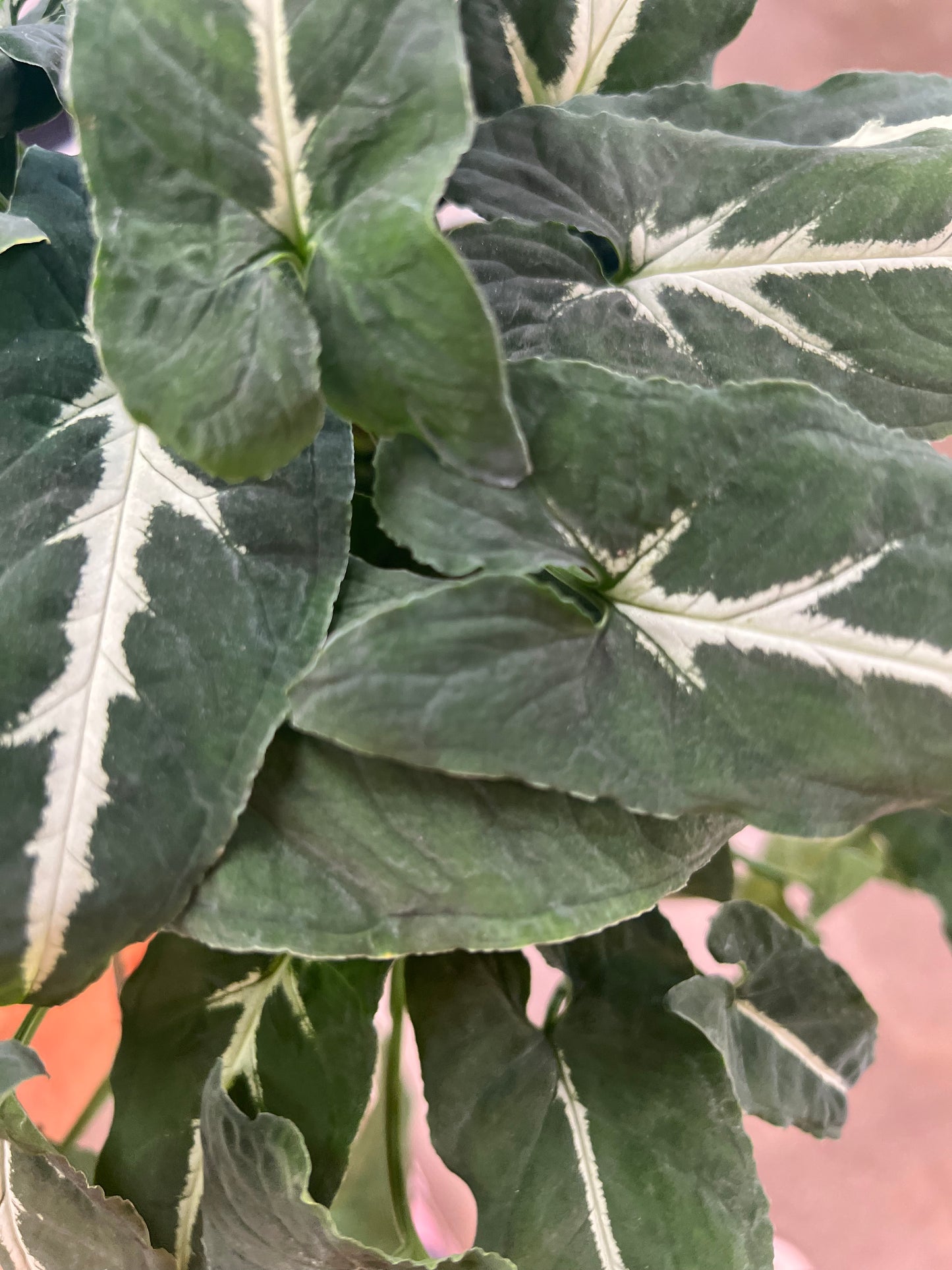 Syngonium Wendlandii