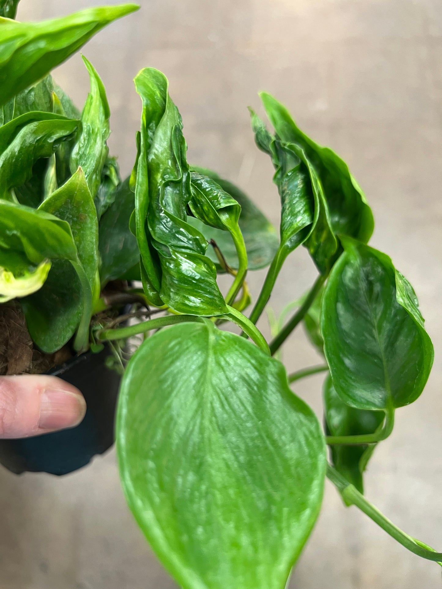 Epipremnum Aurea Shangri La