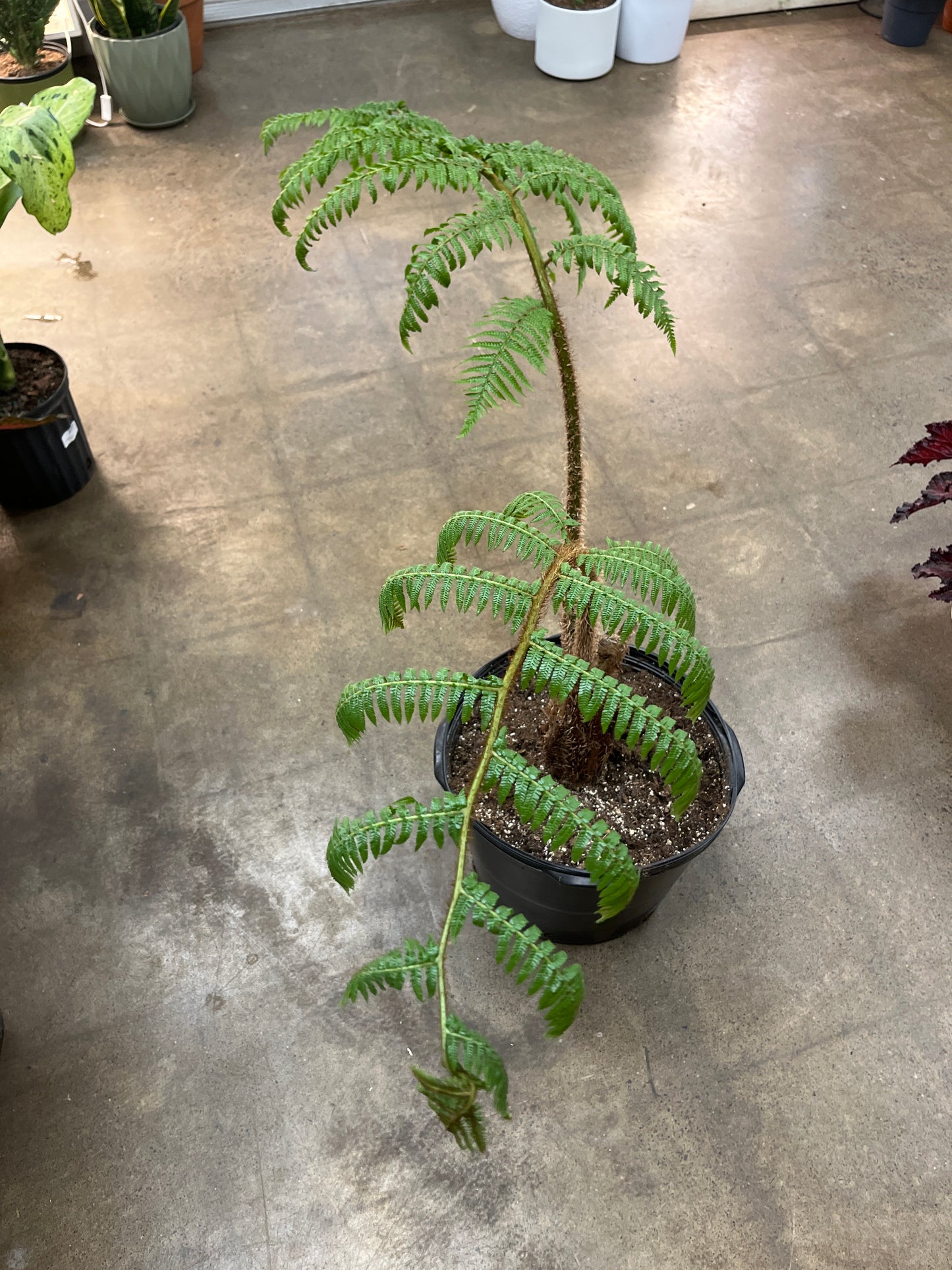 Fern Cyathea Cooperi Australian Tree