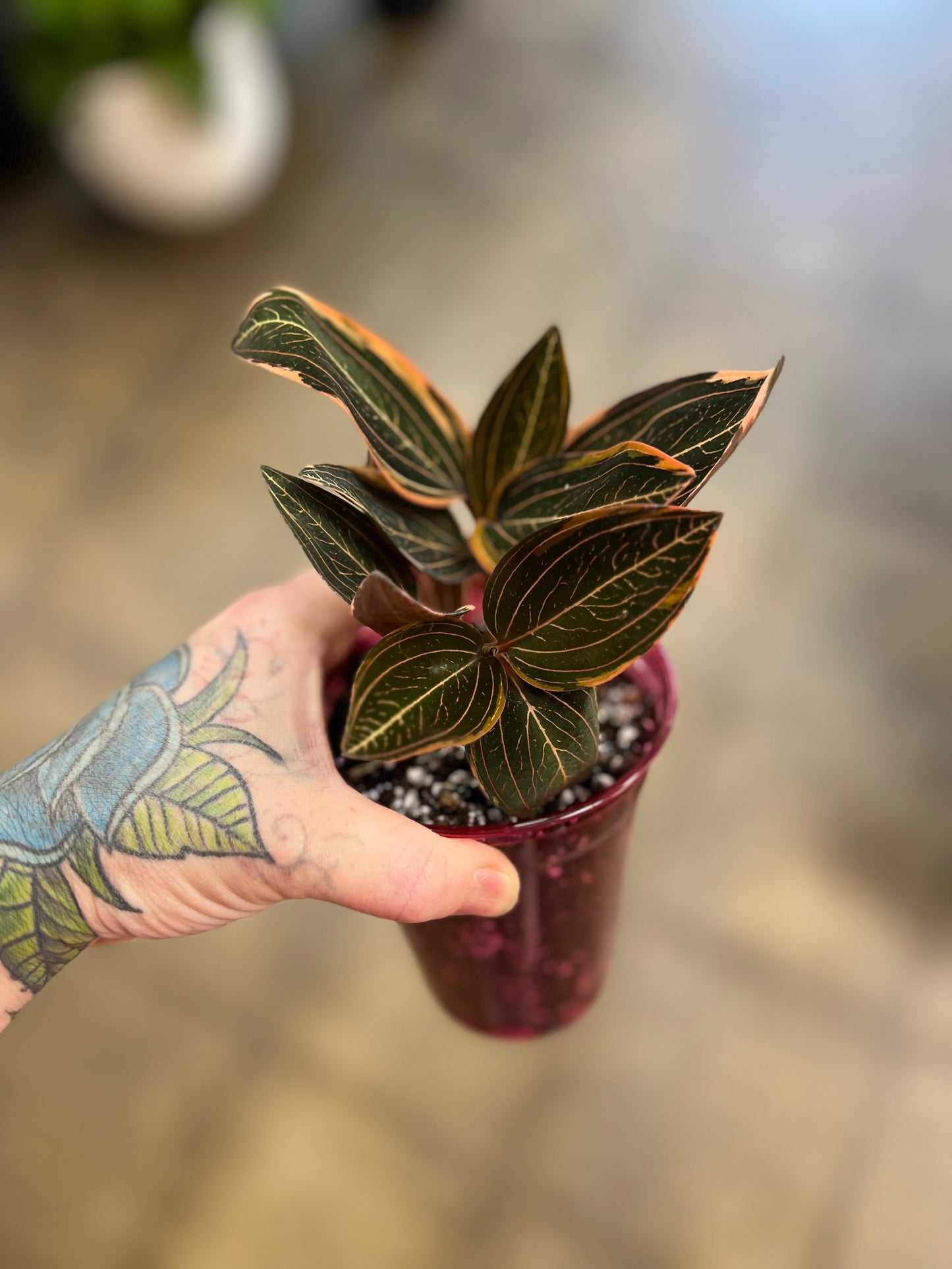 Jewel Orchid / Ludisia discolor