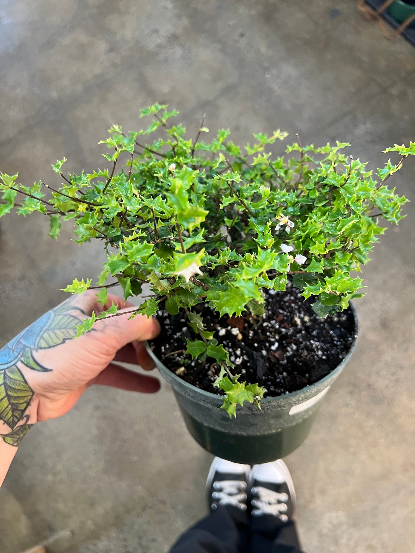Bonsai Malpighia Coccigera