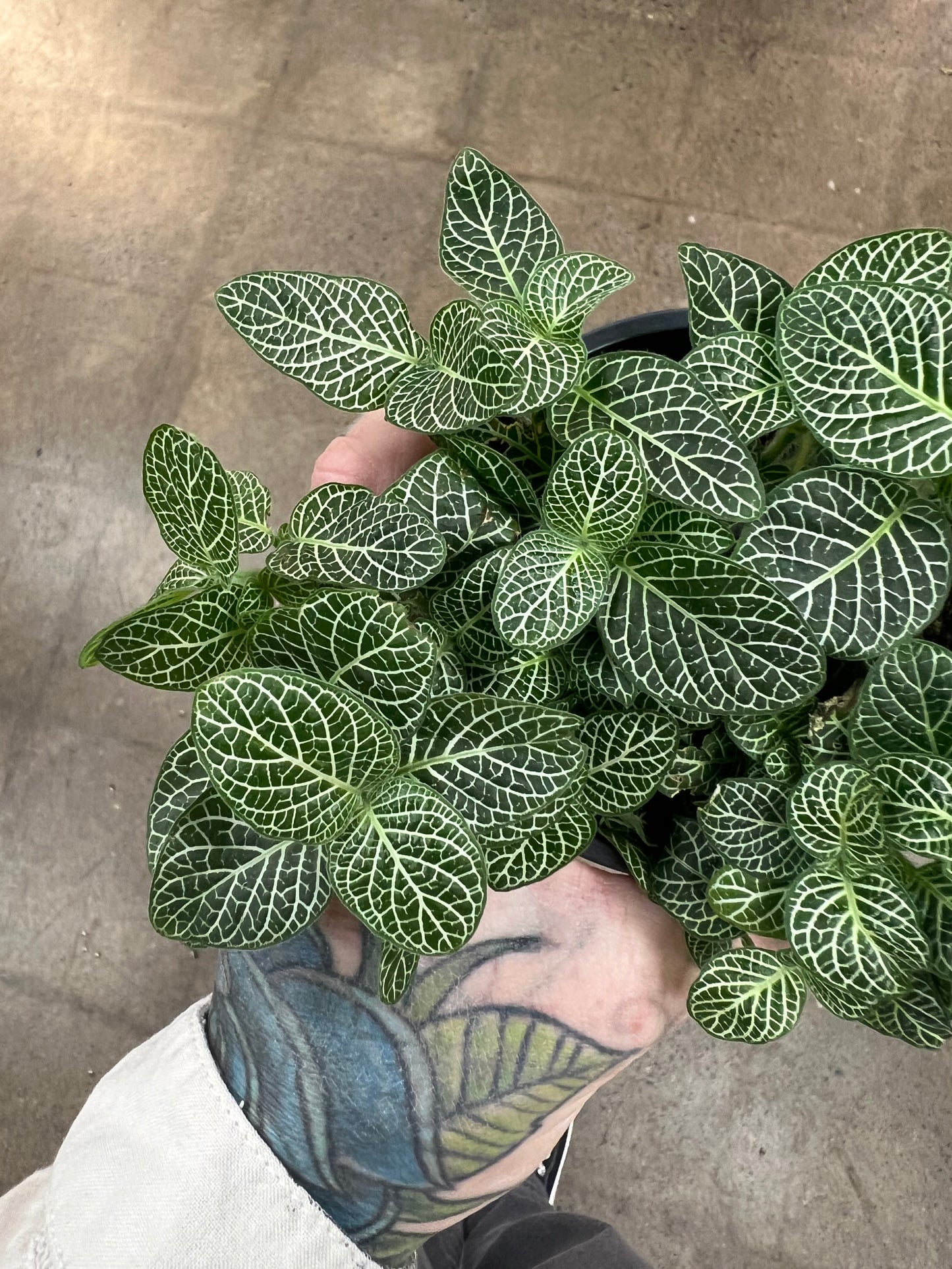 Fittonia White