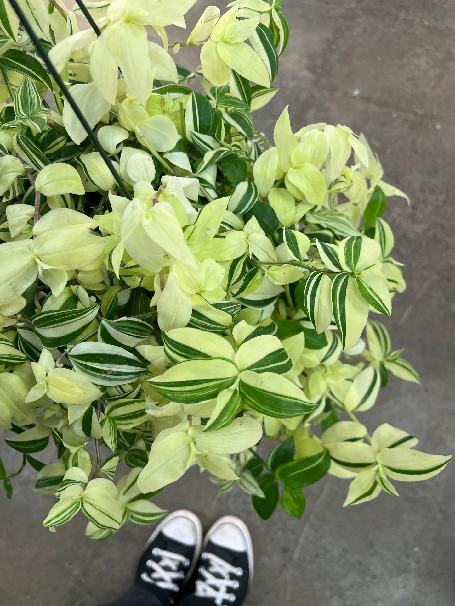 Tradescantia Fluminensis Variegata