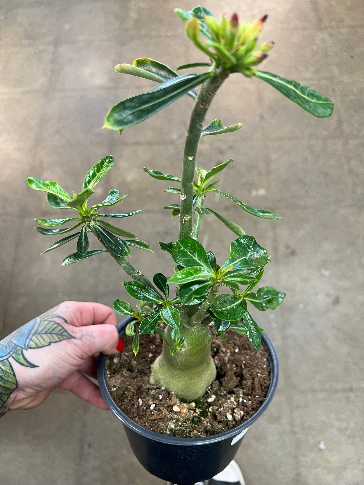 Adenium Desert Rose du Désert