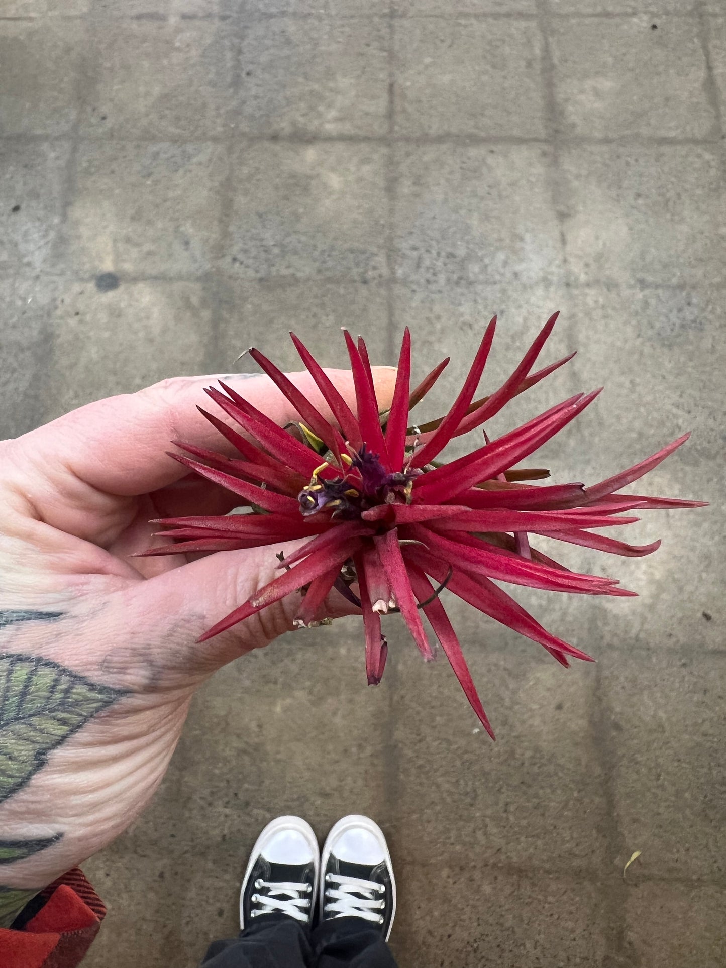 Tillandsia Ionantha Fuego