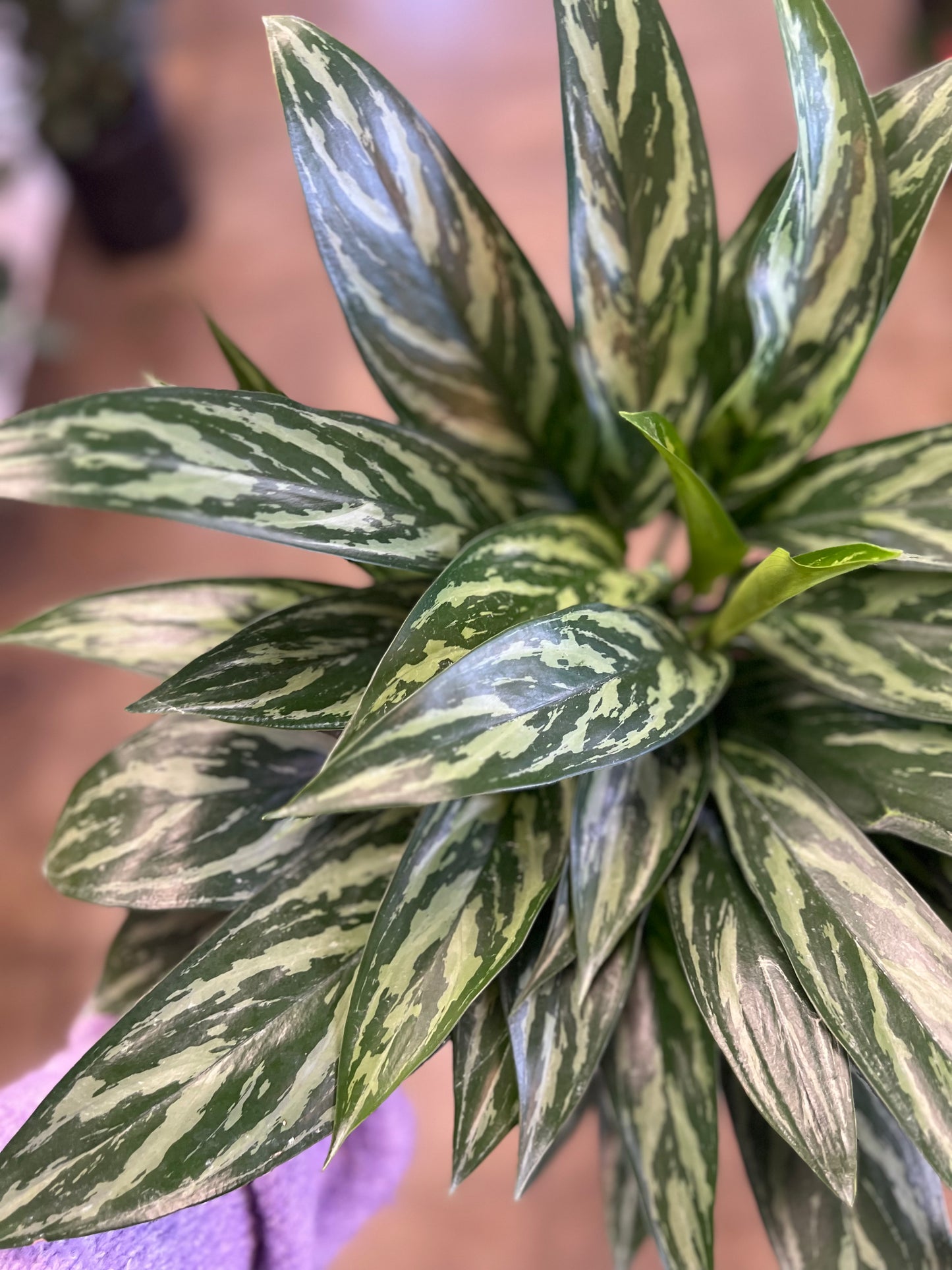 Aglaonema Tigress