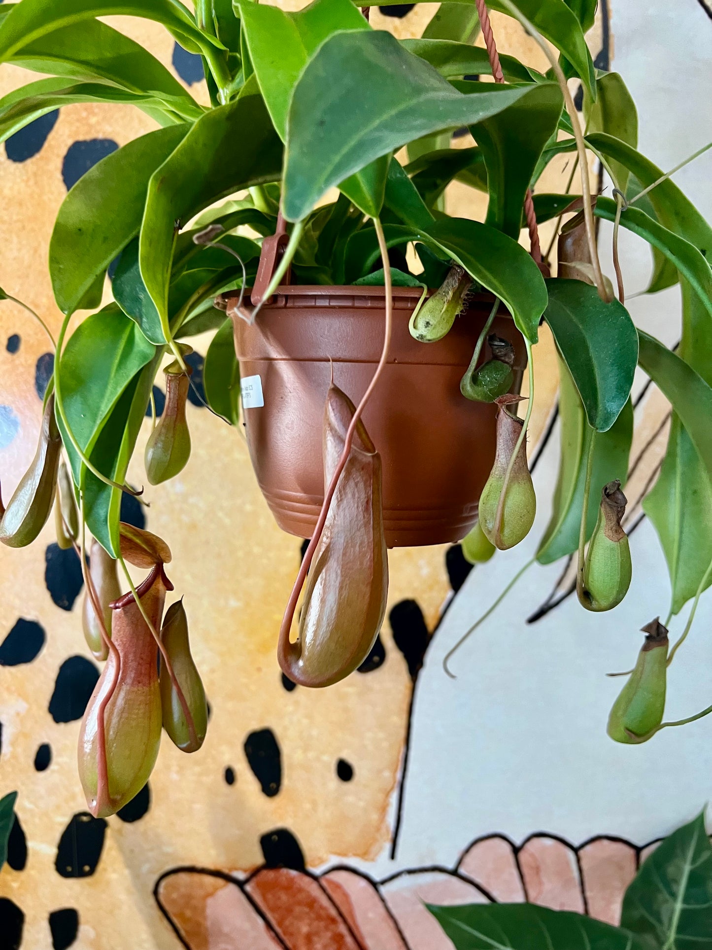 Nepenthes Alata
