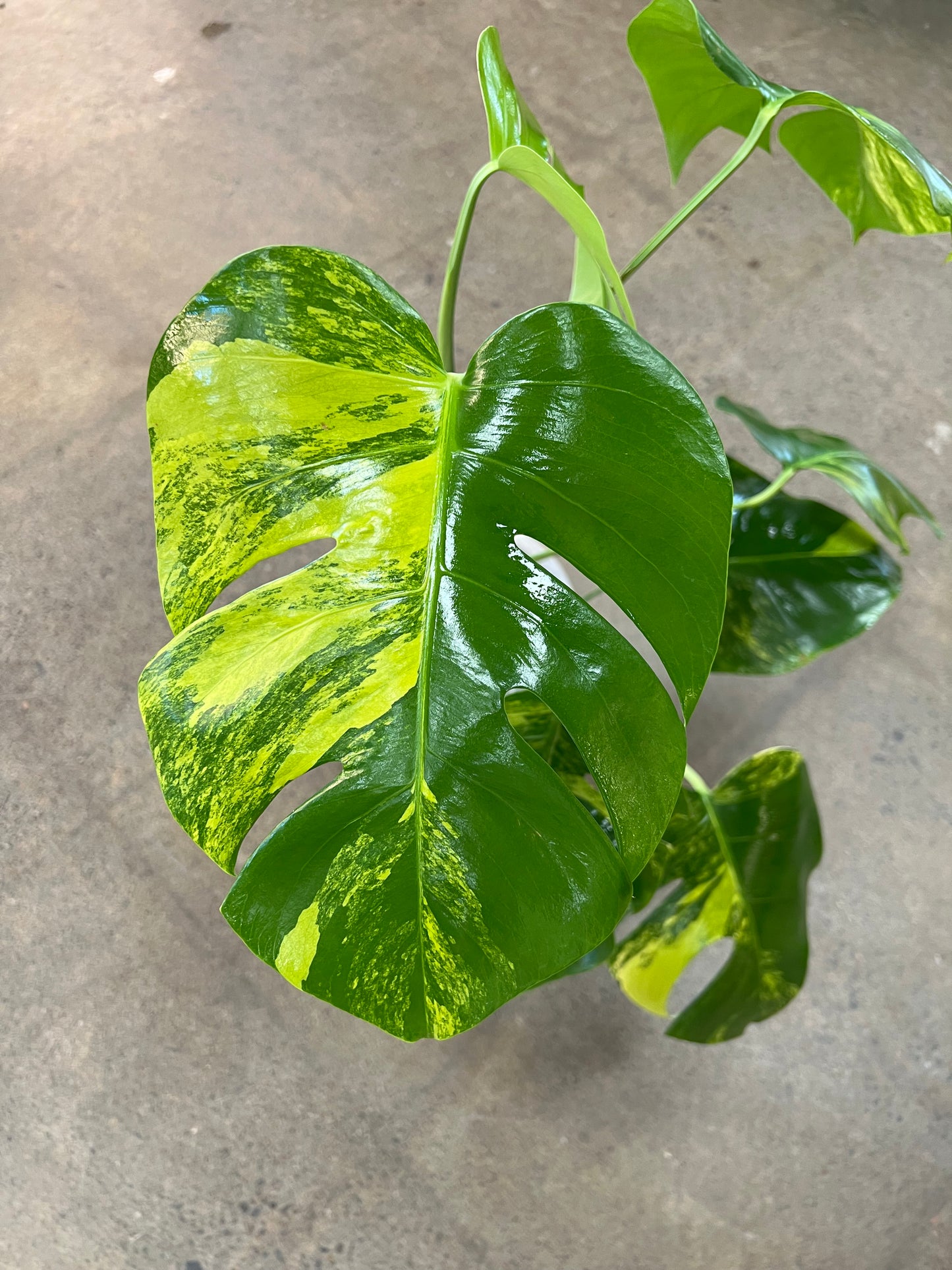 Monstera Aurea