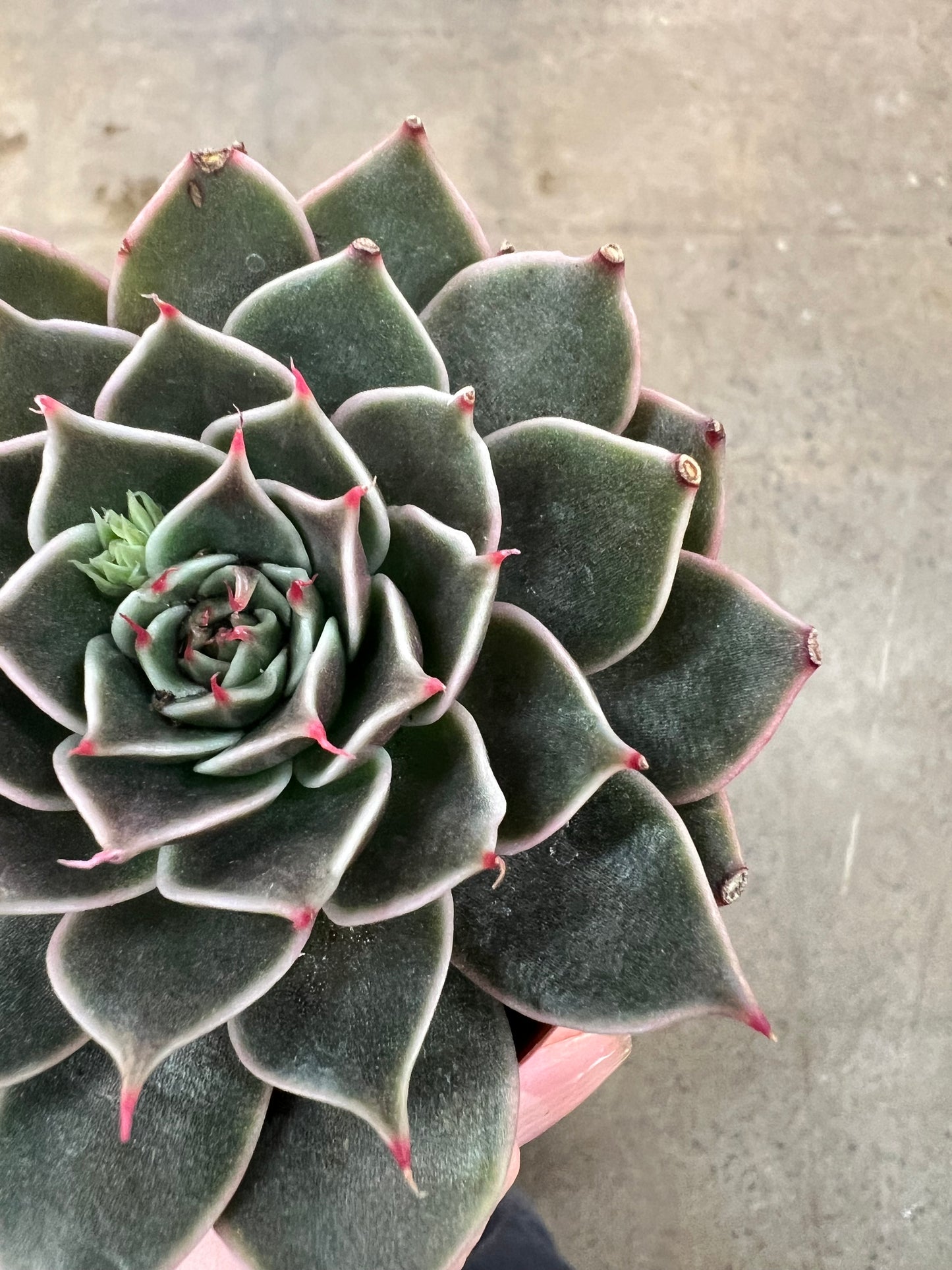 Echeveria Manana