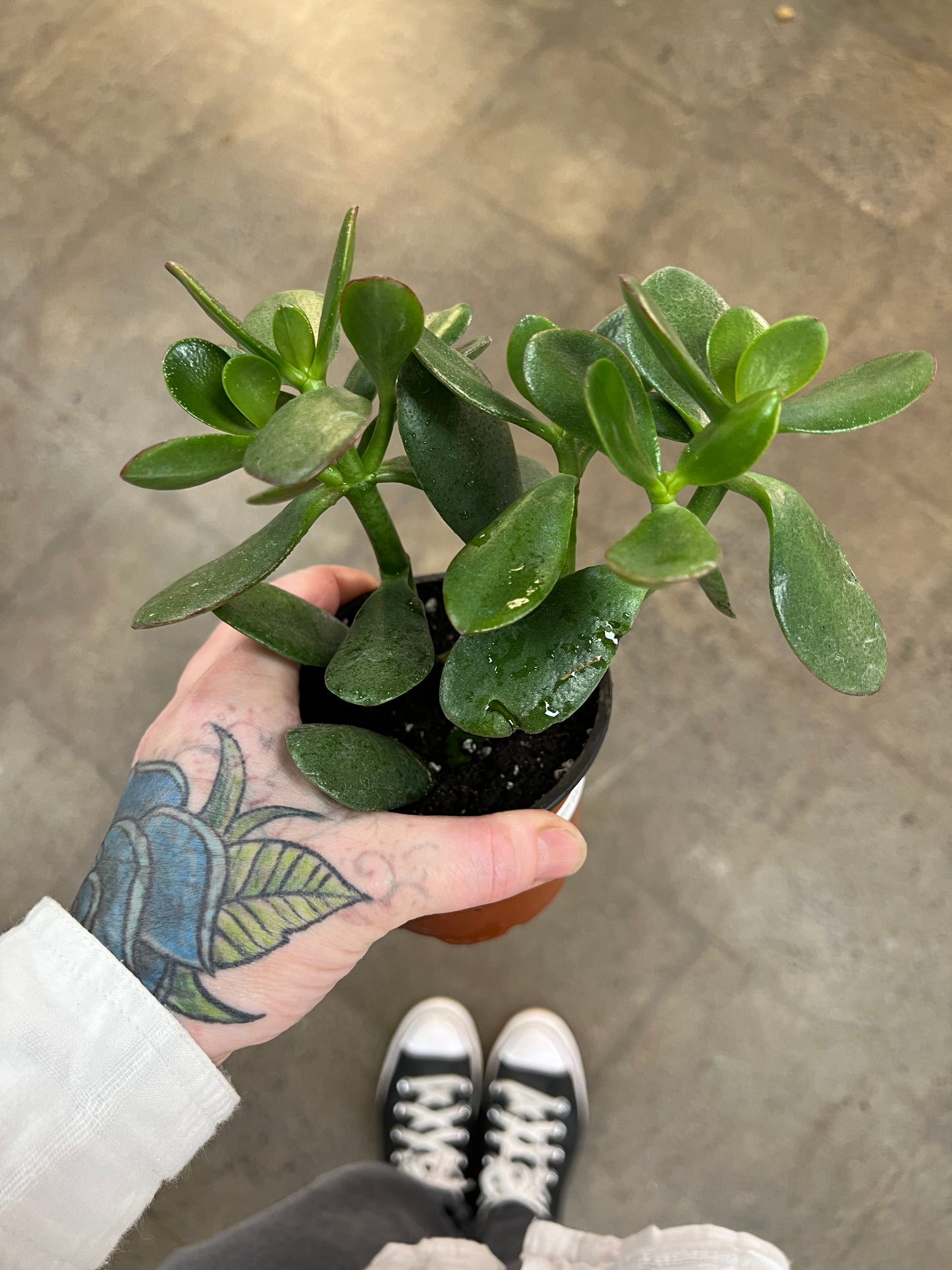 Crassula Jade Tree