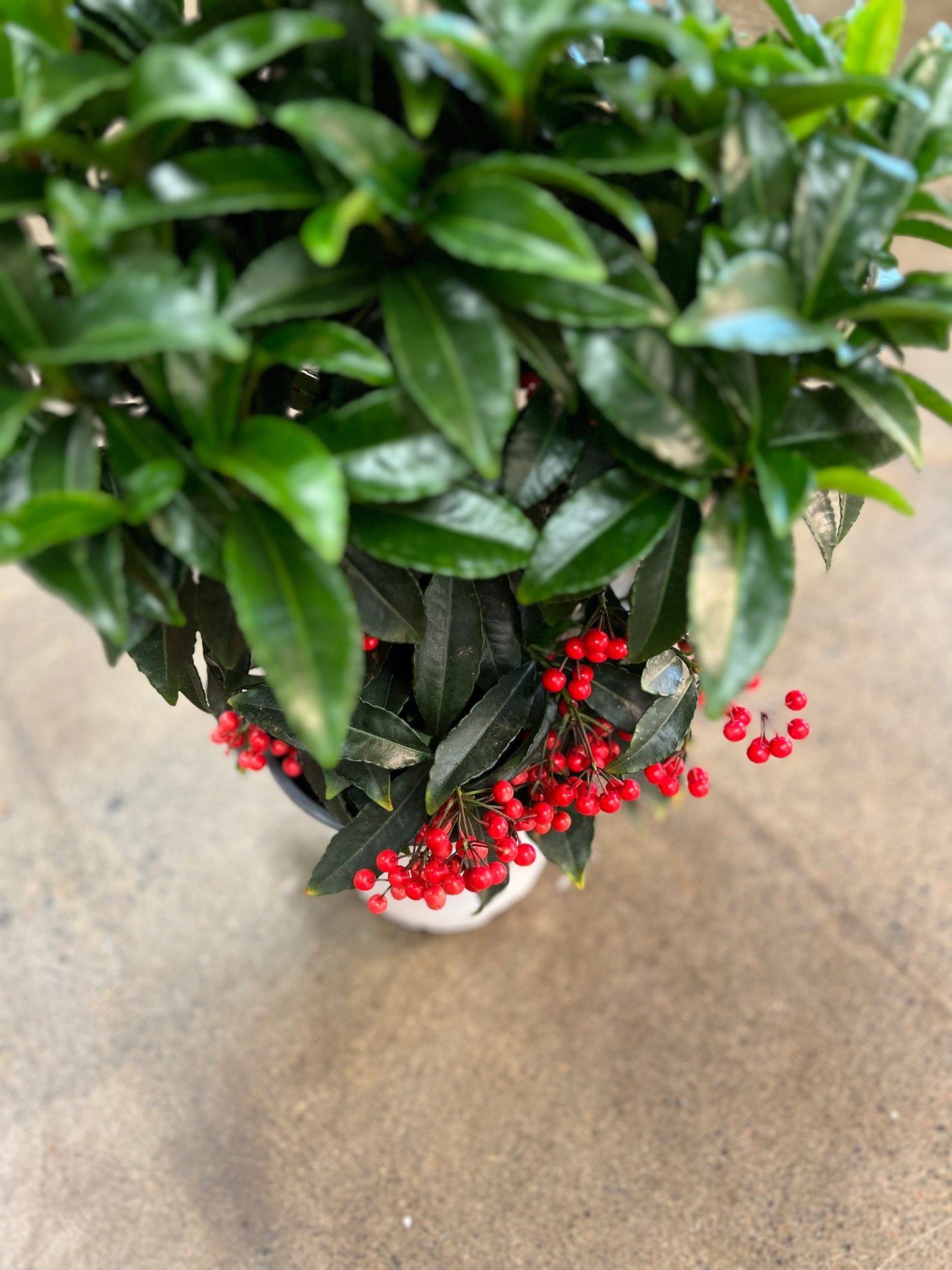 Ardisia Crenata