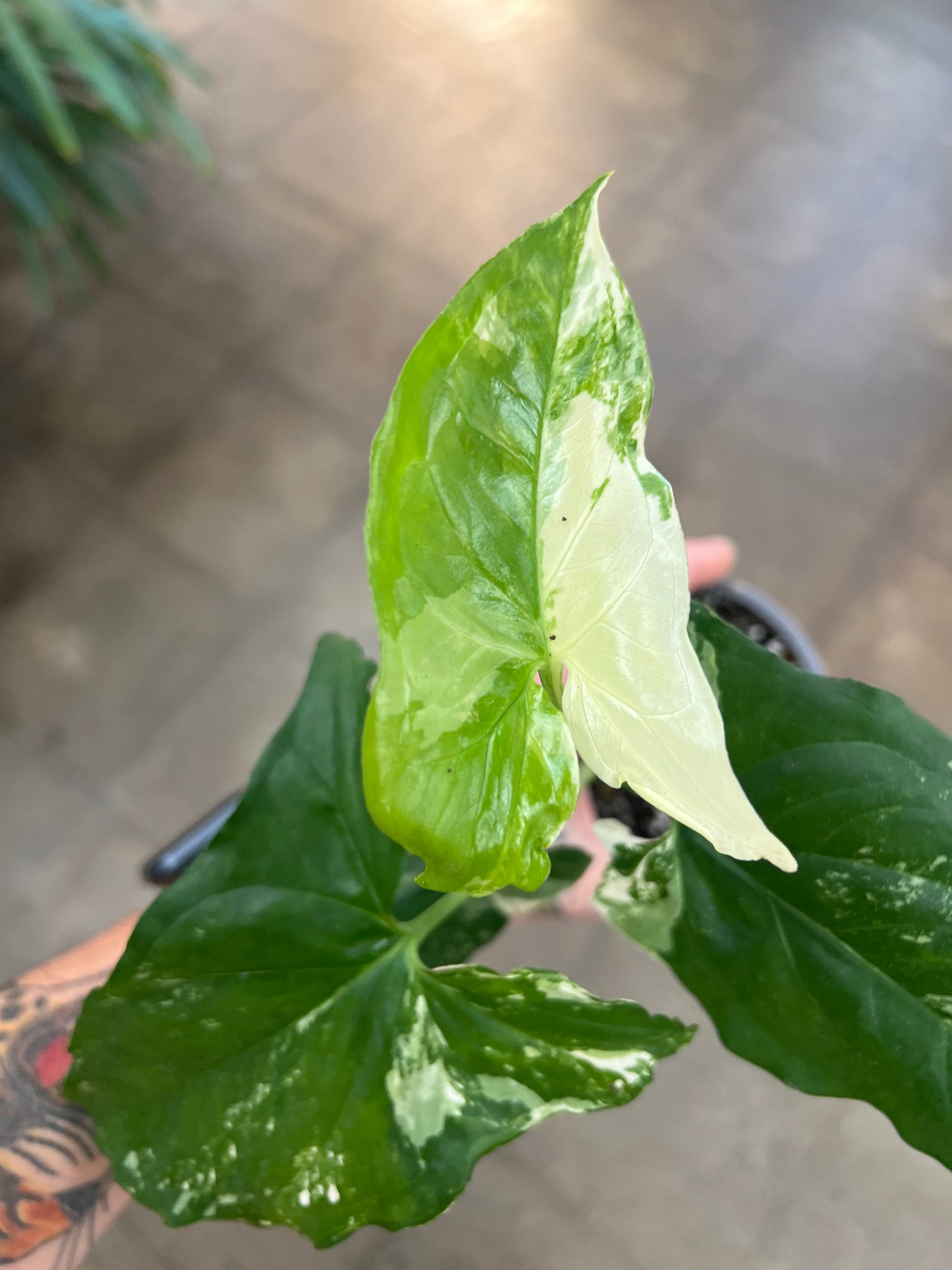 Syngonium Albo