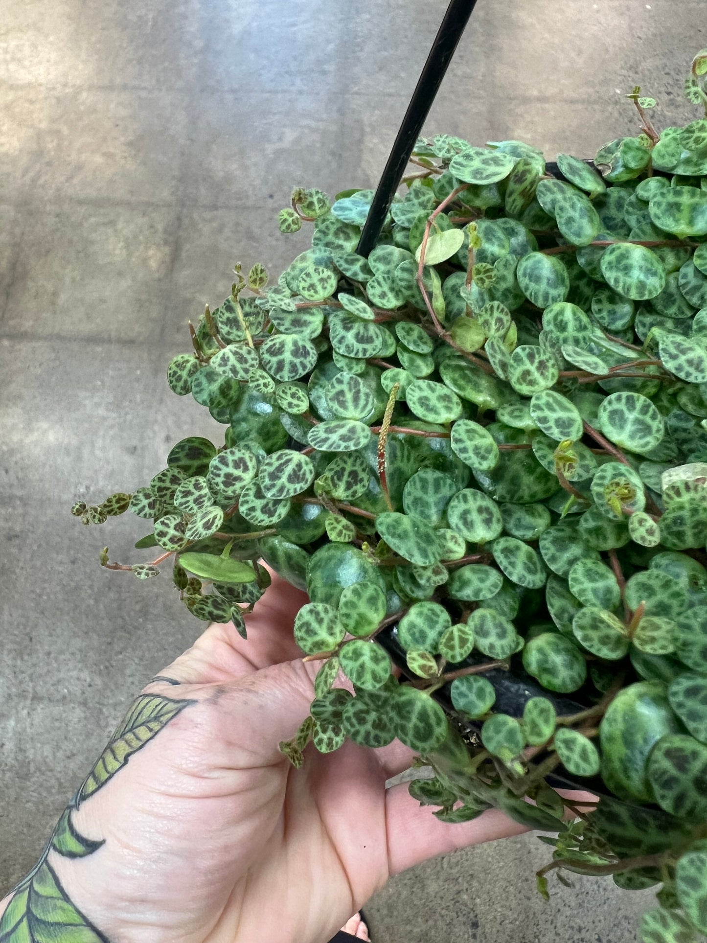 Peperomia Prostrata