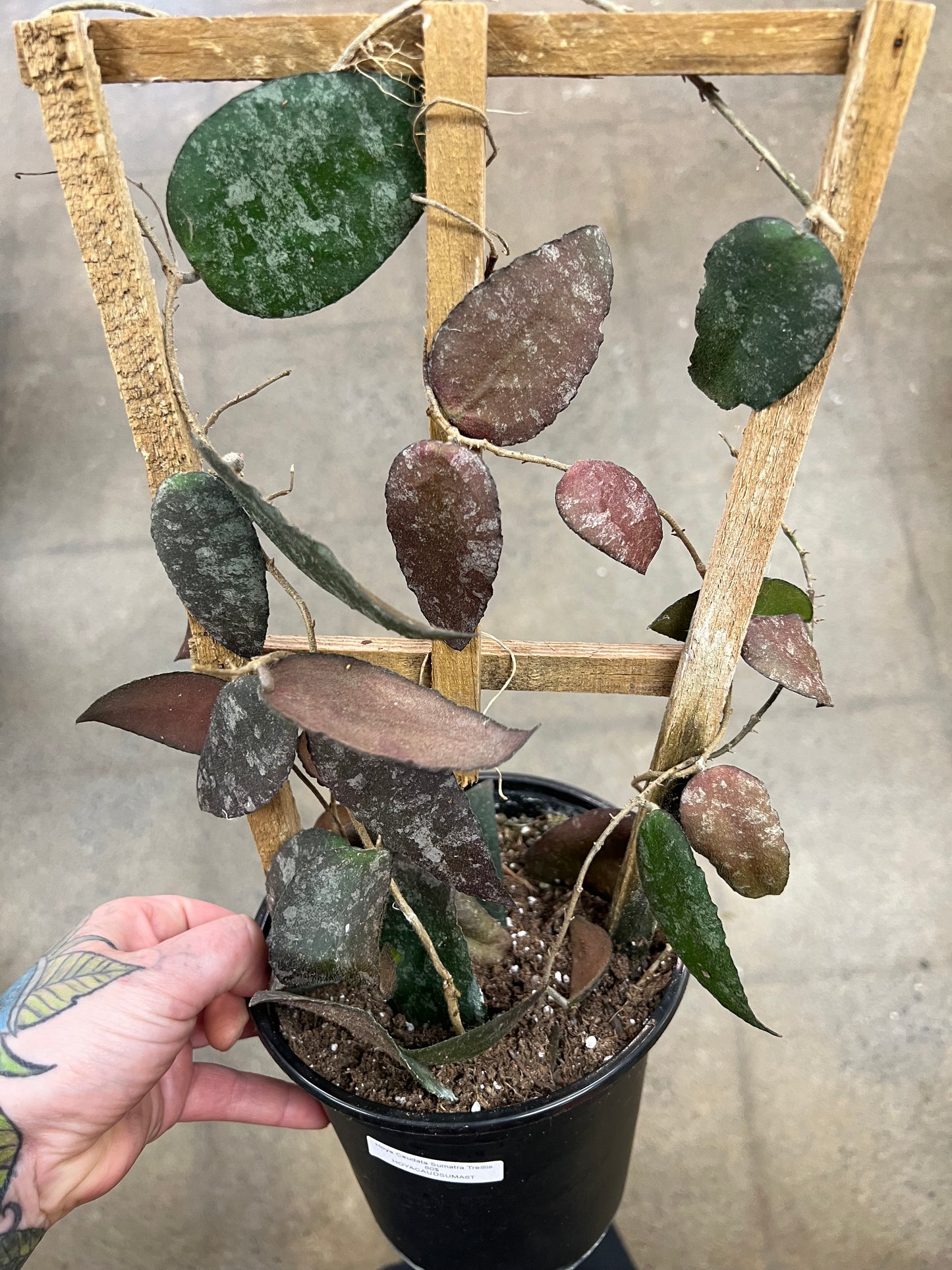 Hoya Caudata Sumatra Trellis