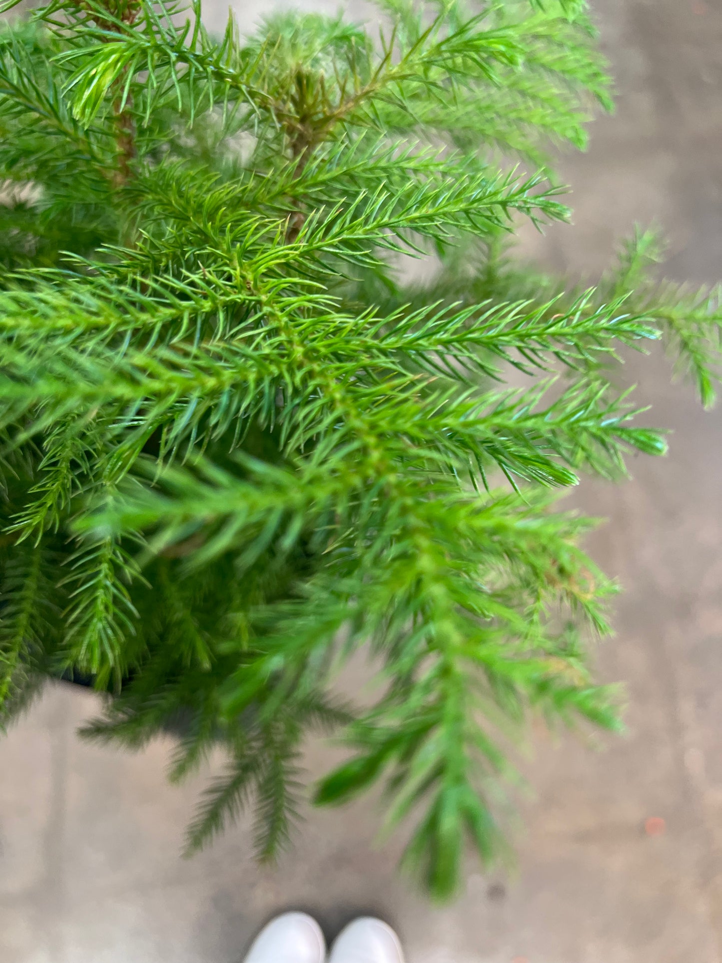 Araucaria Norfolk Pine