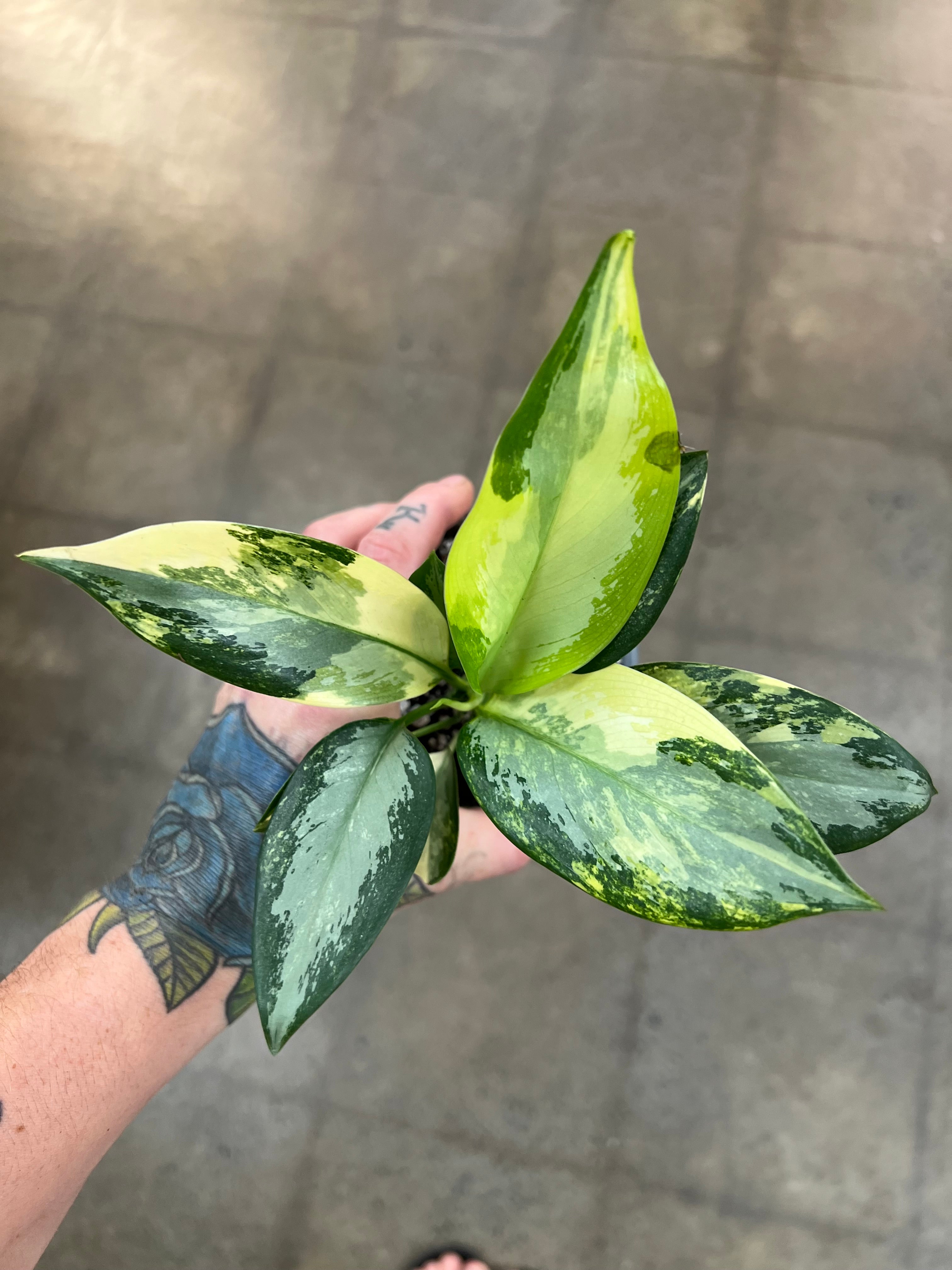airport aglaonema Aglaonema Suvarnabhumi Variegated