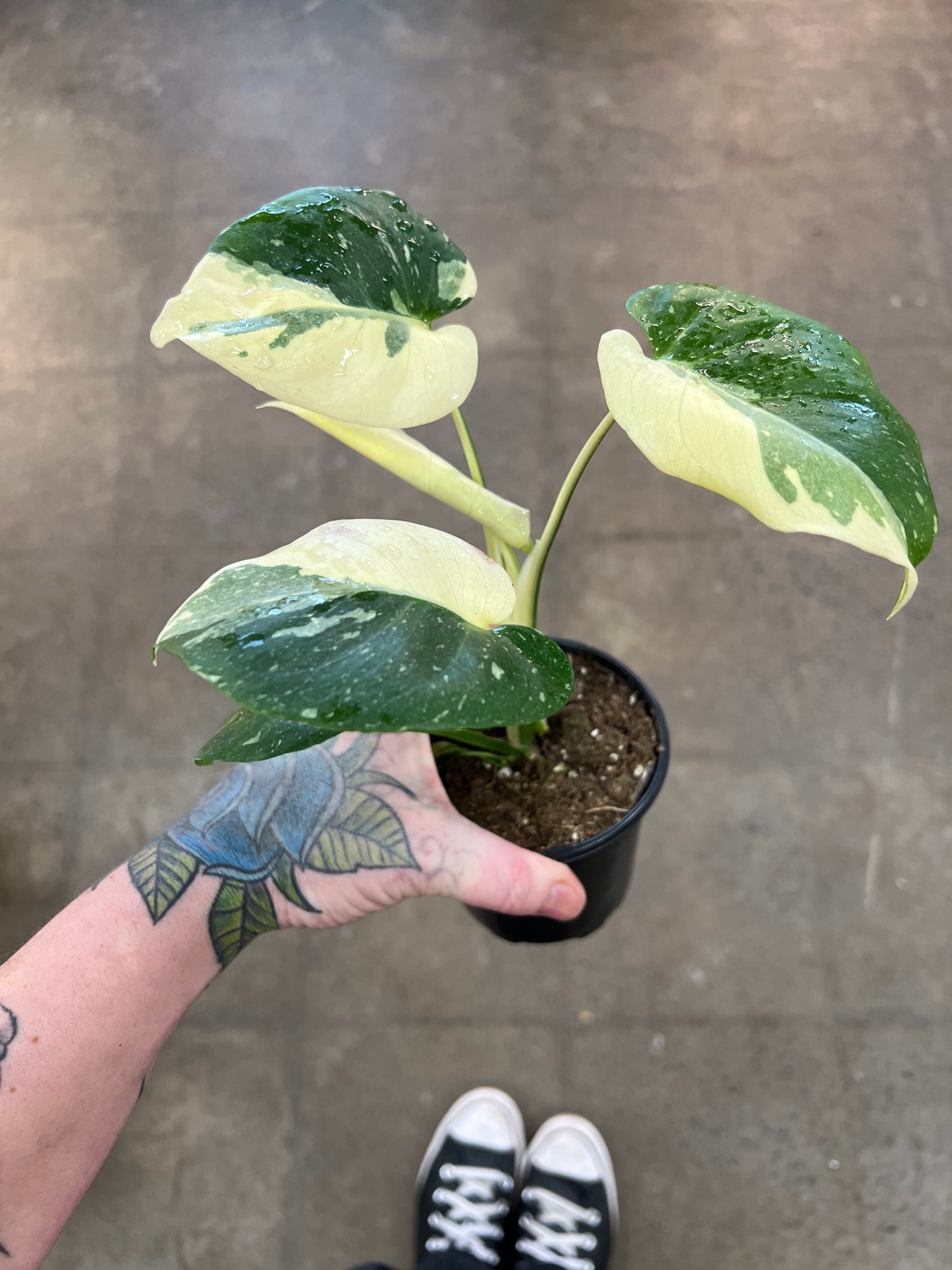 Monstera Crème Brulé