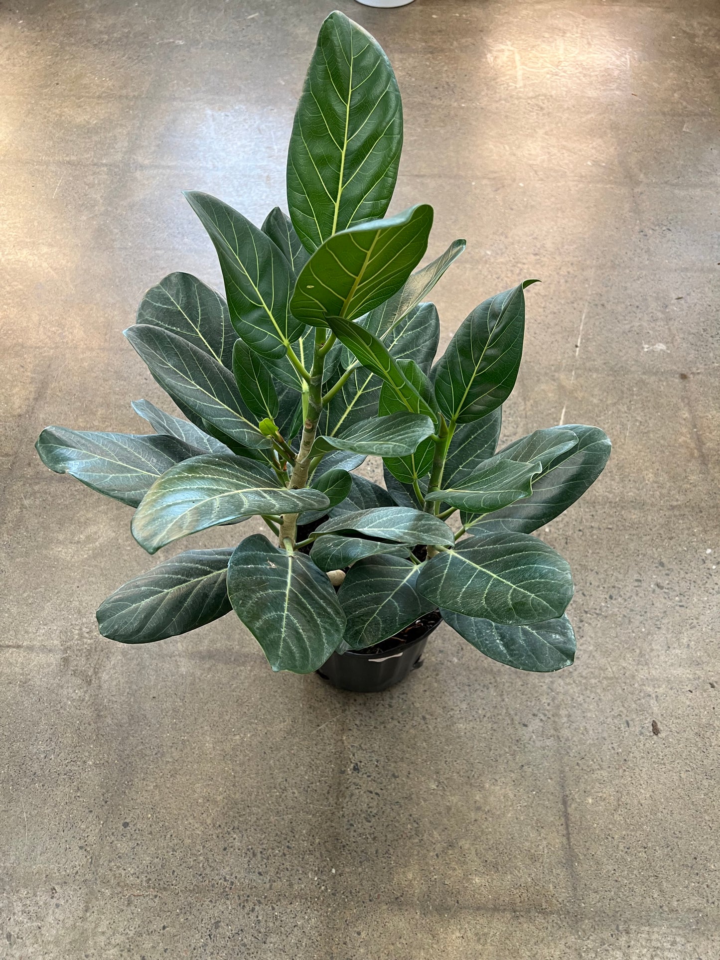 Ficus Audrey Buisson