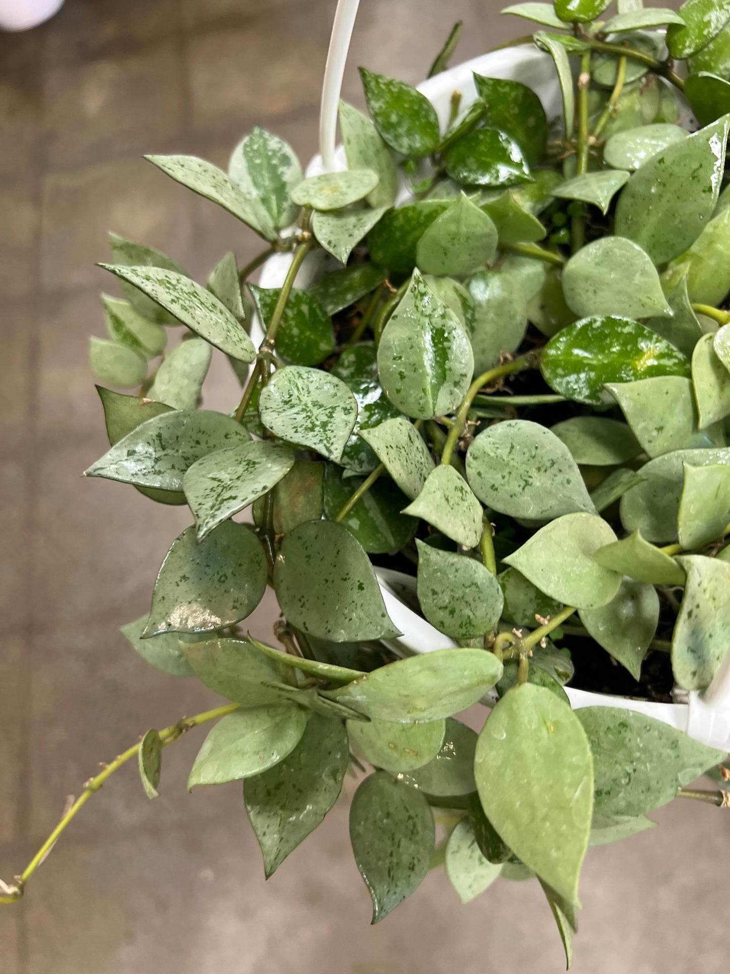 Hoya Krohniana Eskimo