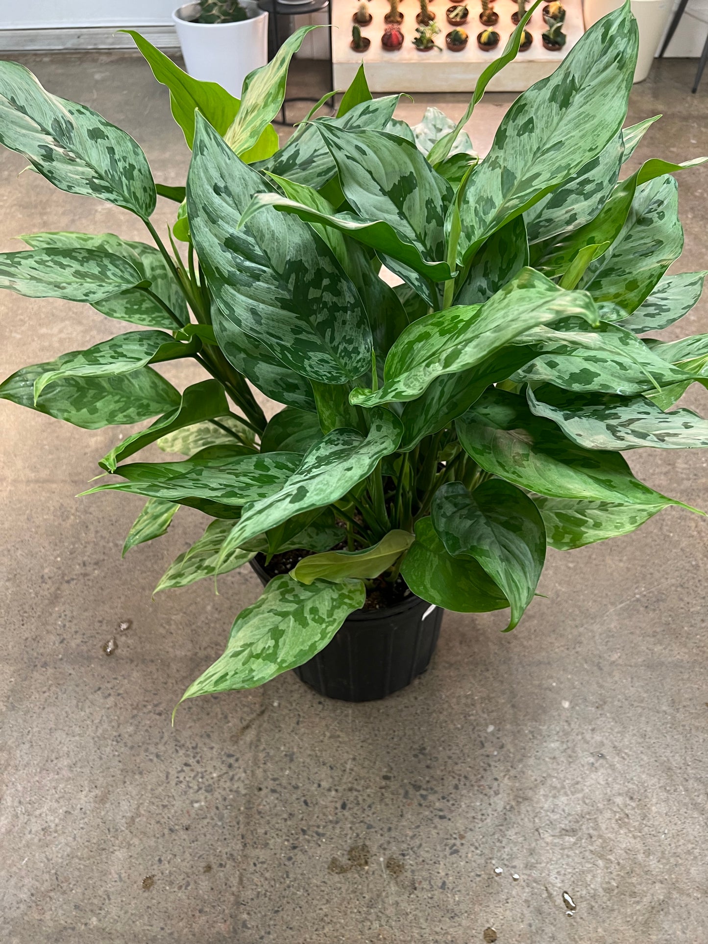 Aglaonema Camouflage