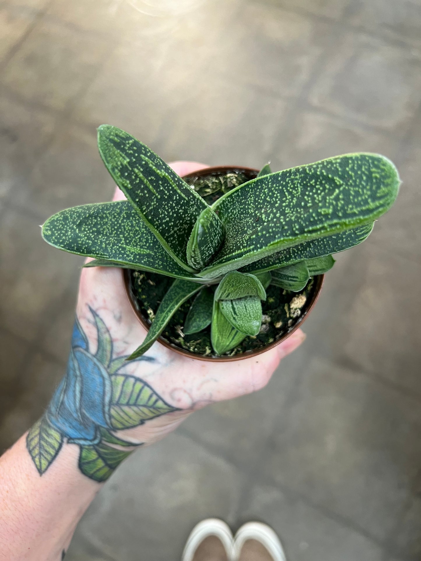 Succulentes 3.25