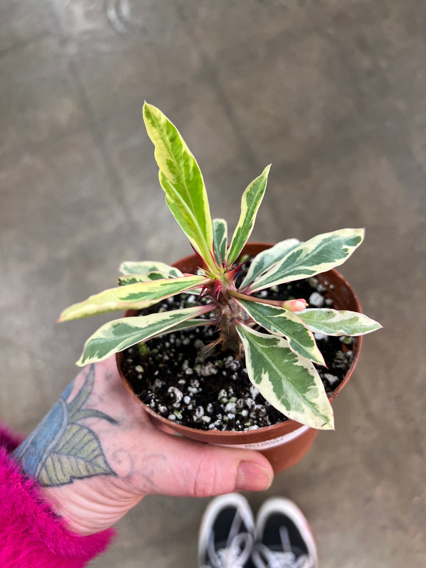 Euphorbia Milii Variegated