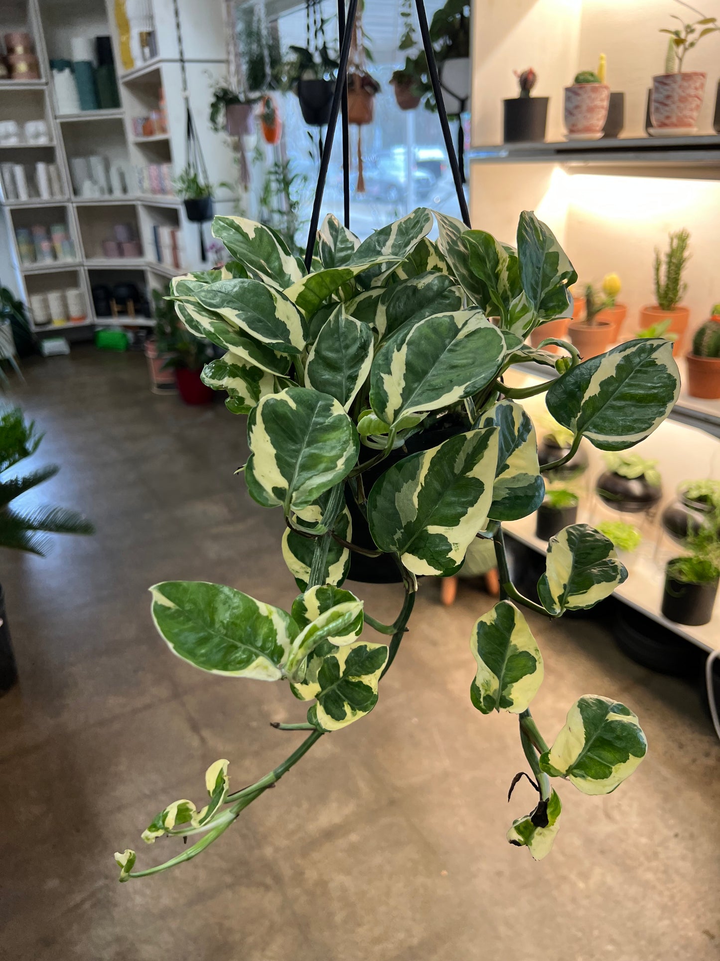 Pothos Pearl and Jade