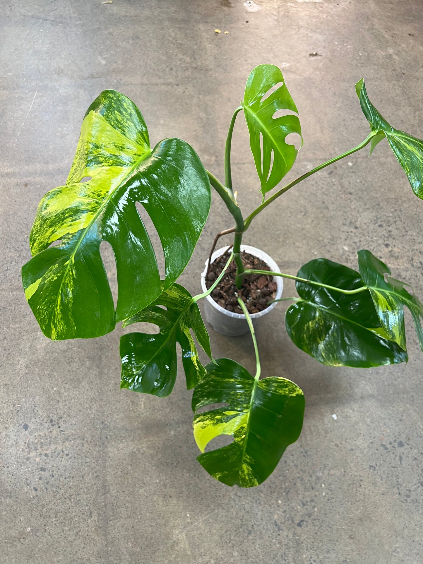 Monstera Aurea