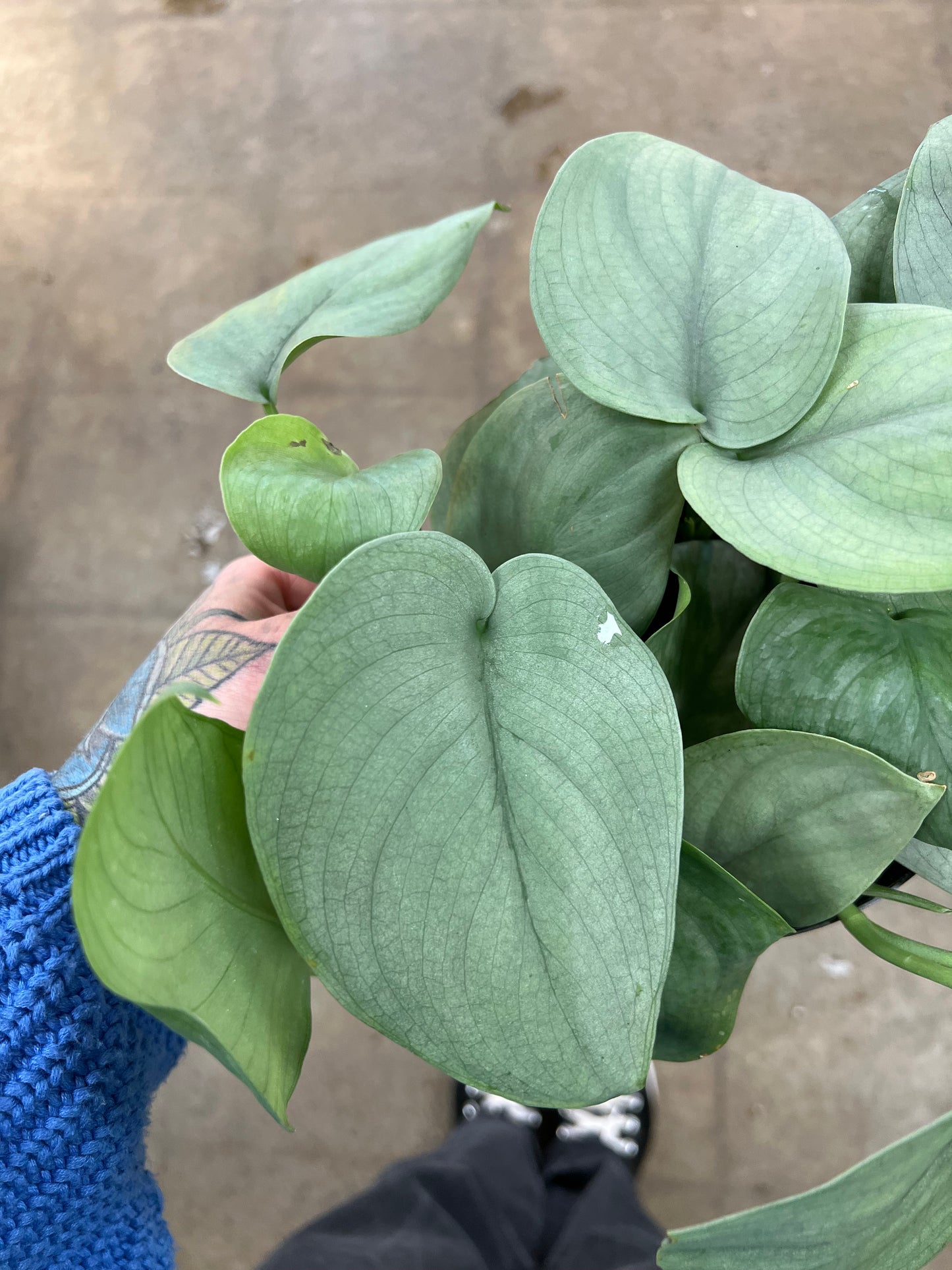 Scindapsus Java Platinum