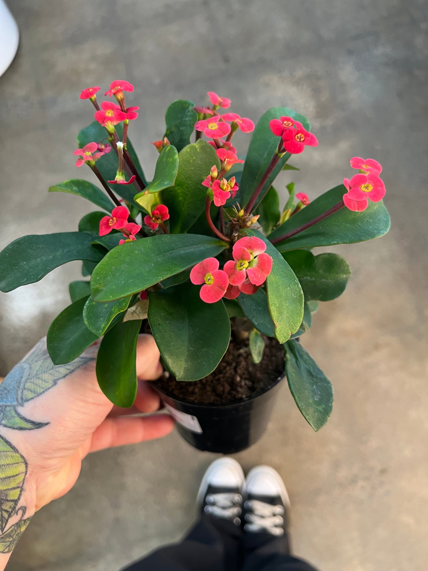 Euphorbia Milii Pink Cadillac