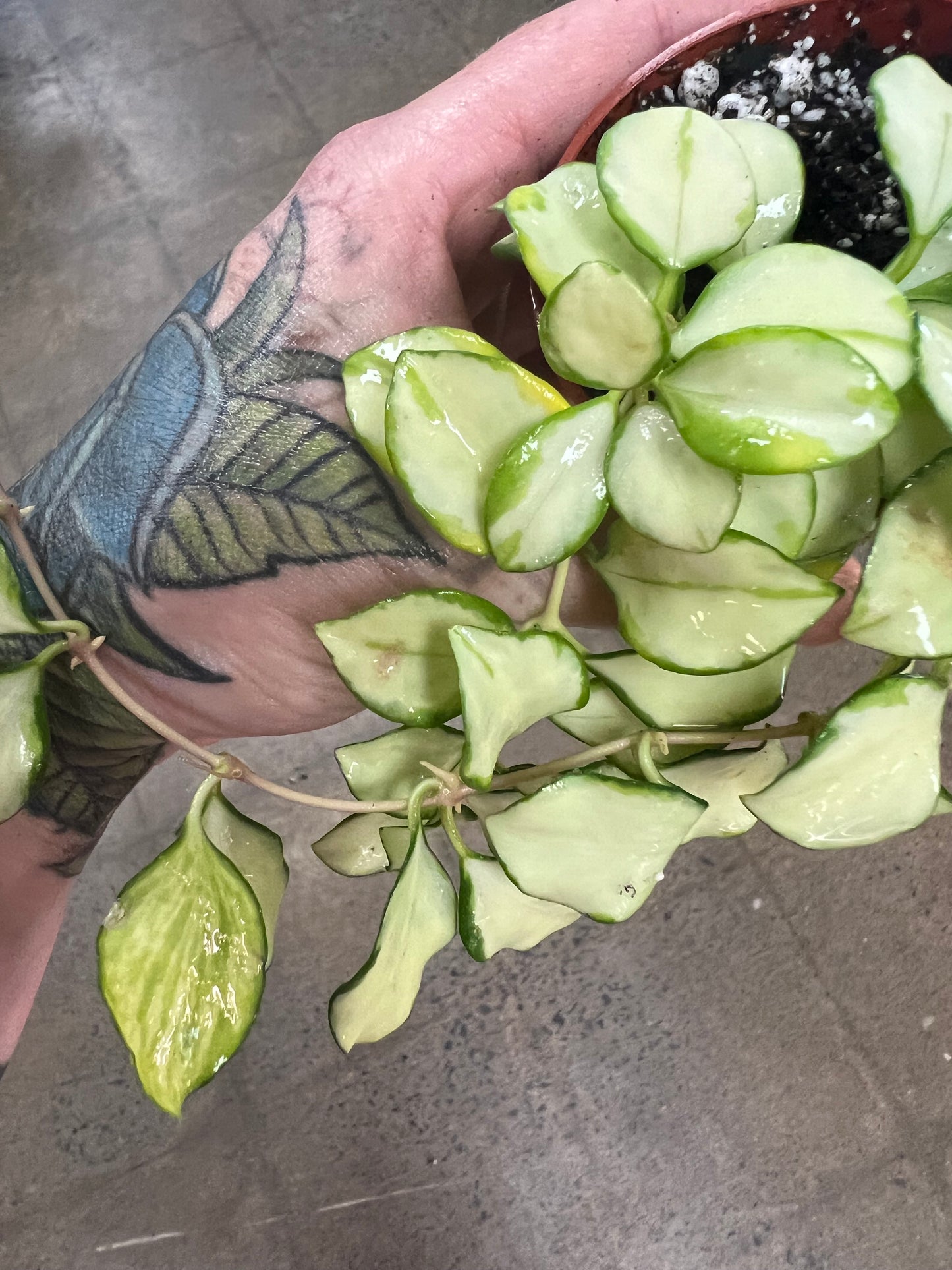 Hoya Heuschkeliana Variegata