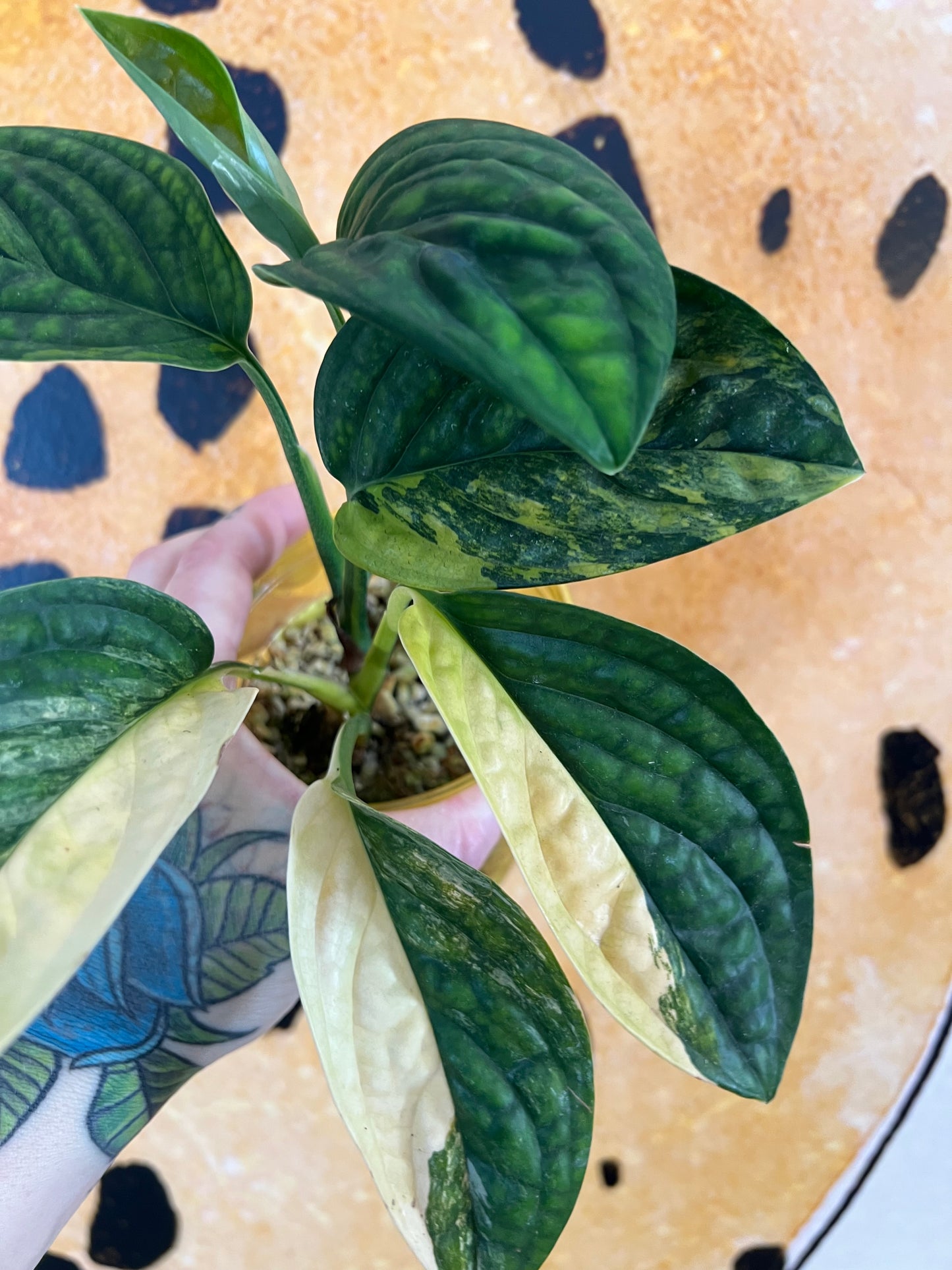 Monstera Peru Variegated