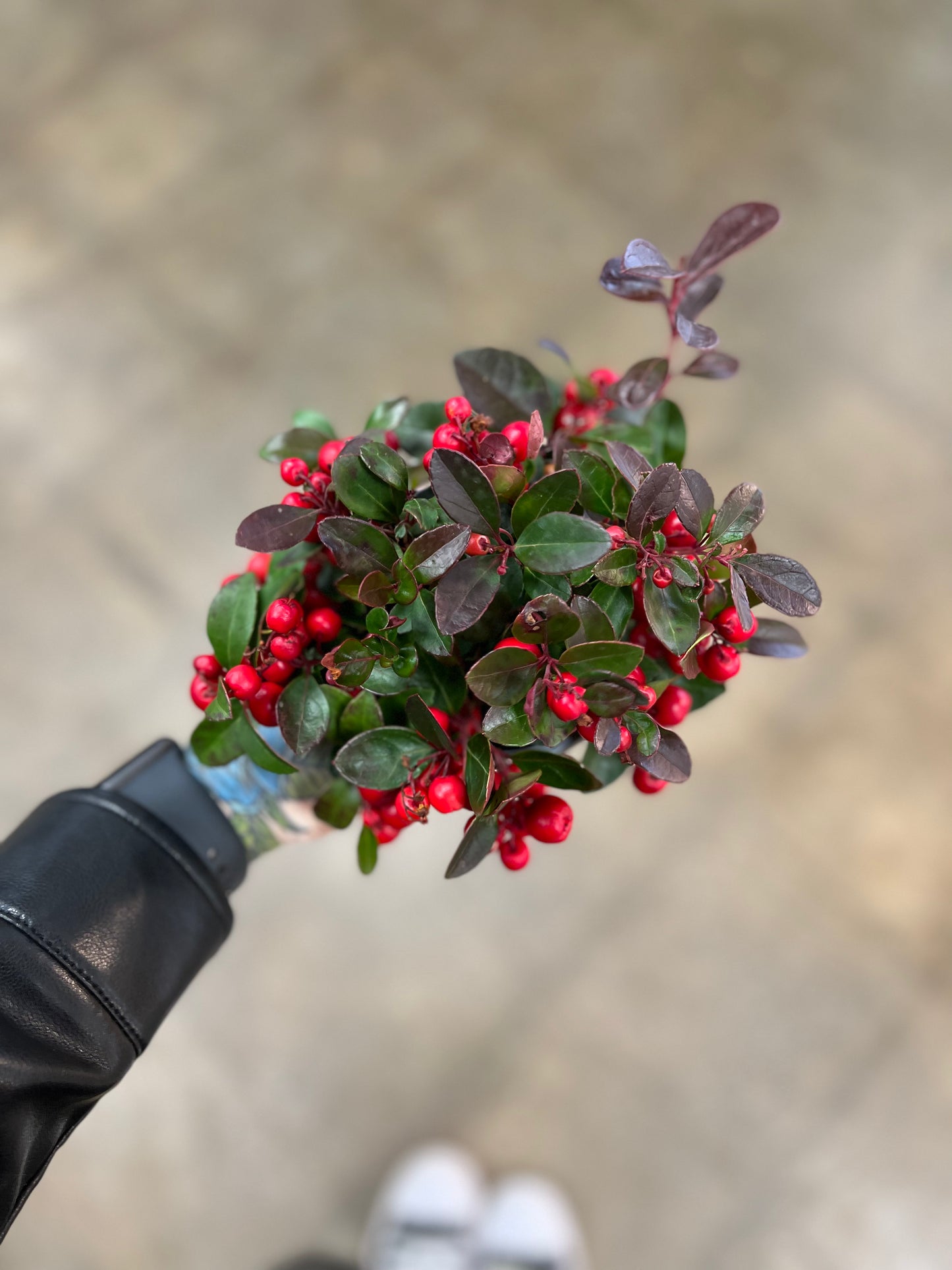 Gaultheria