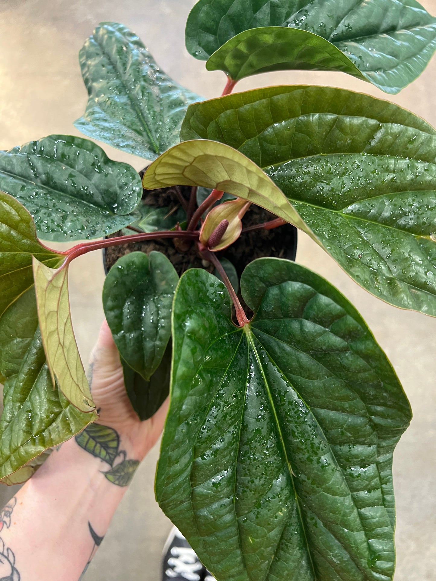 Anthurium Radicans Luxuriens