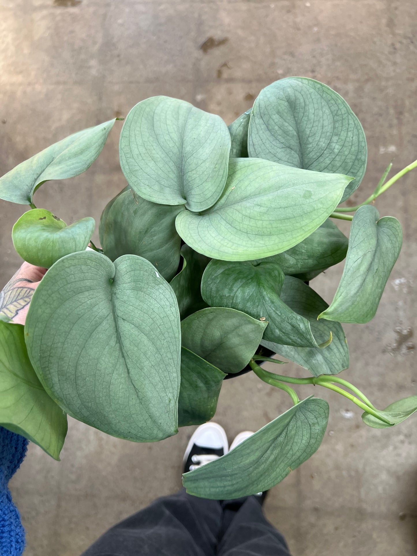 Scindapsus Java Platinum