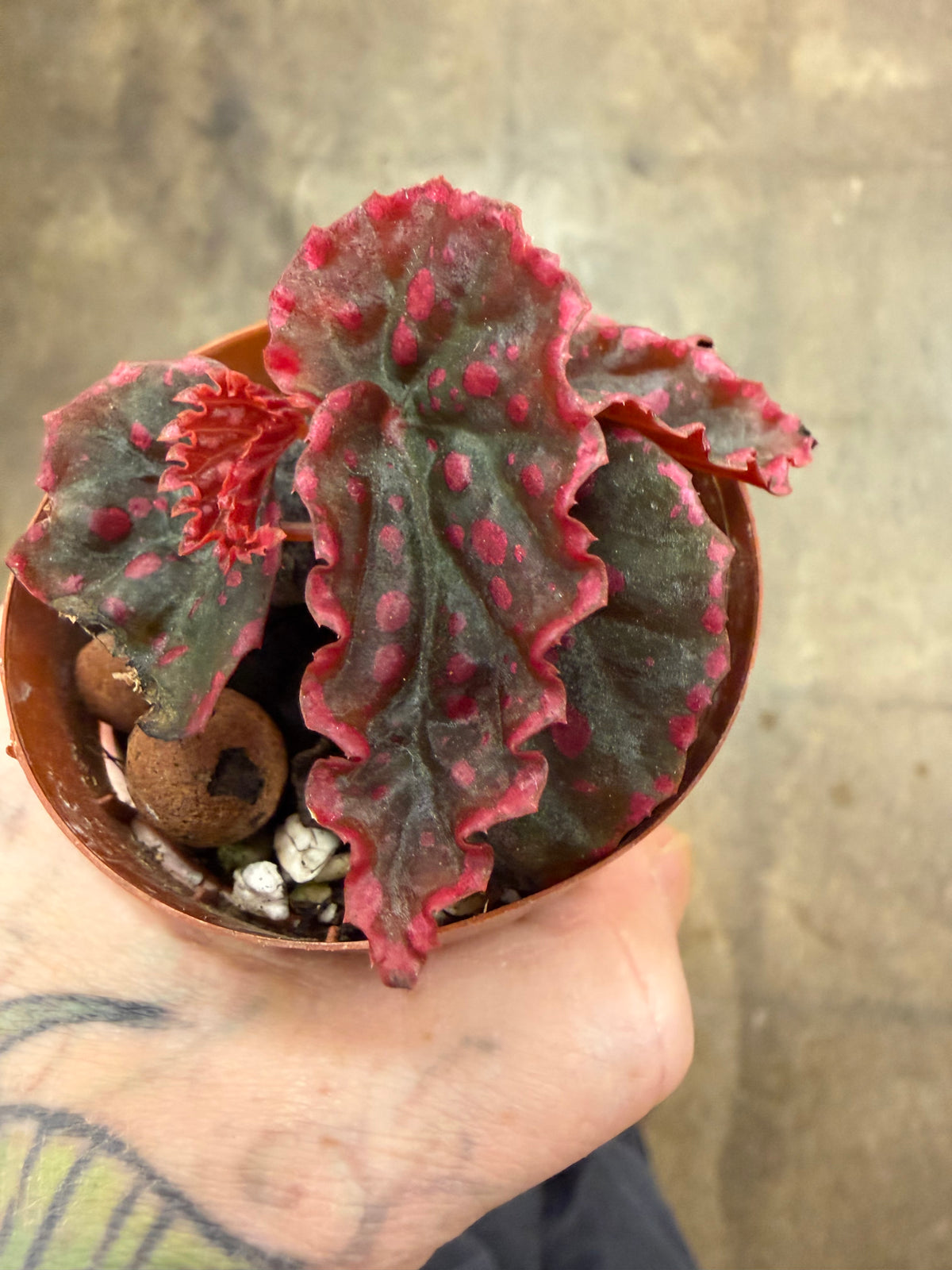 Bégonia Darthvaderiana × Negrosensis