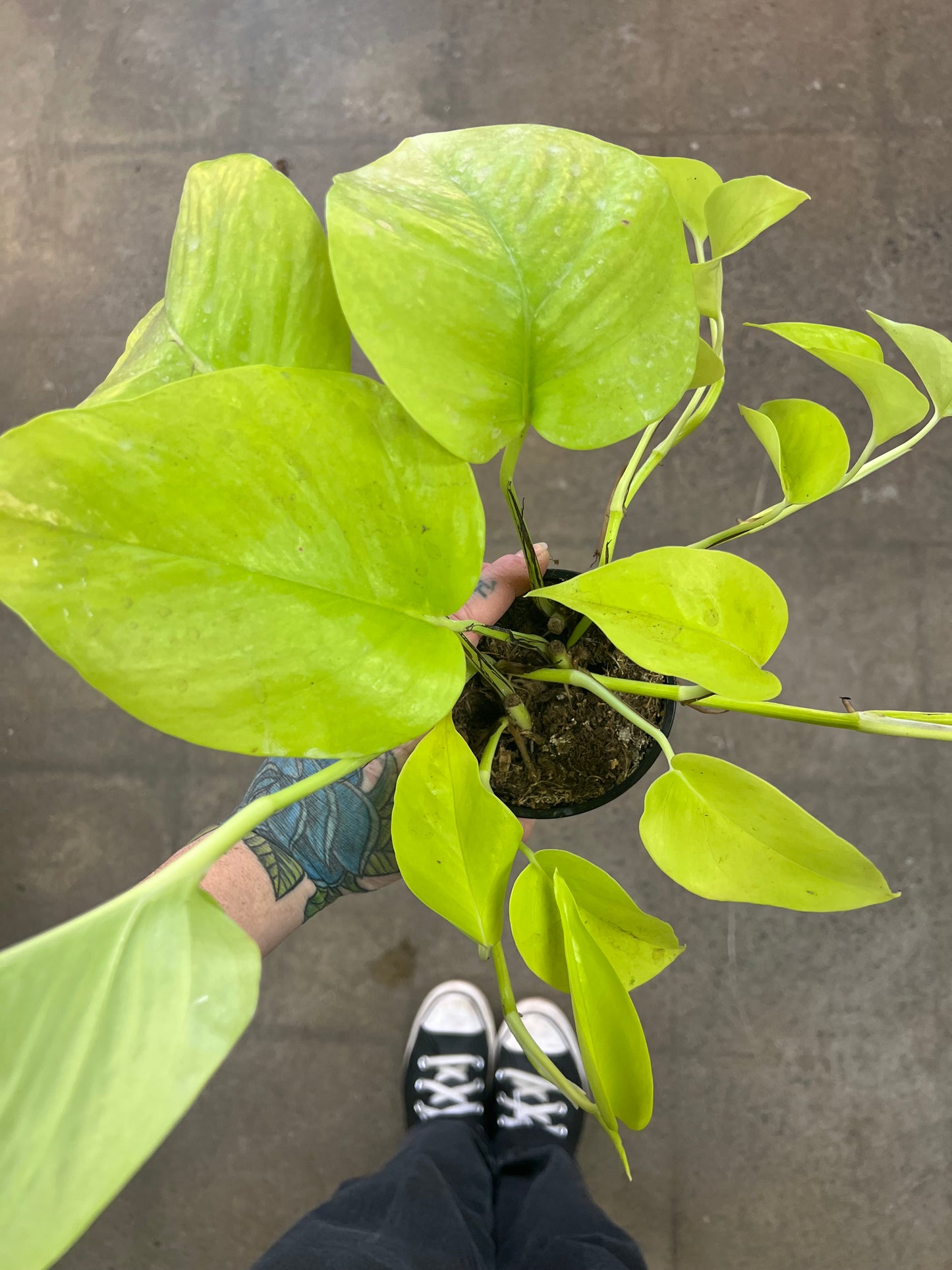 Pothos Néon