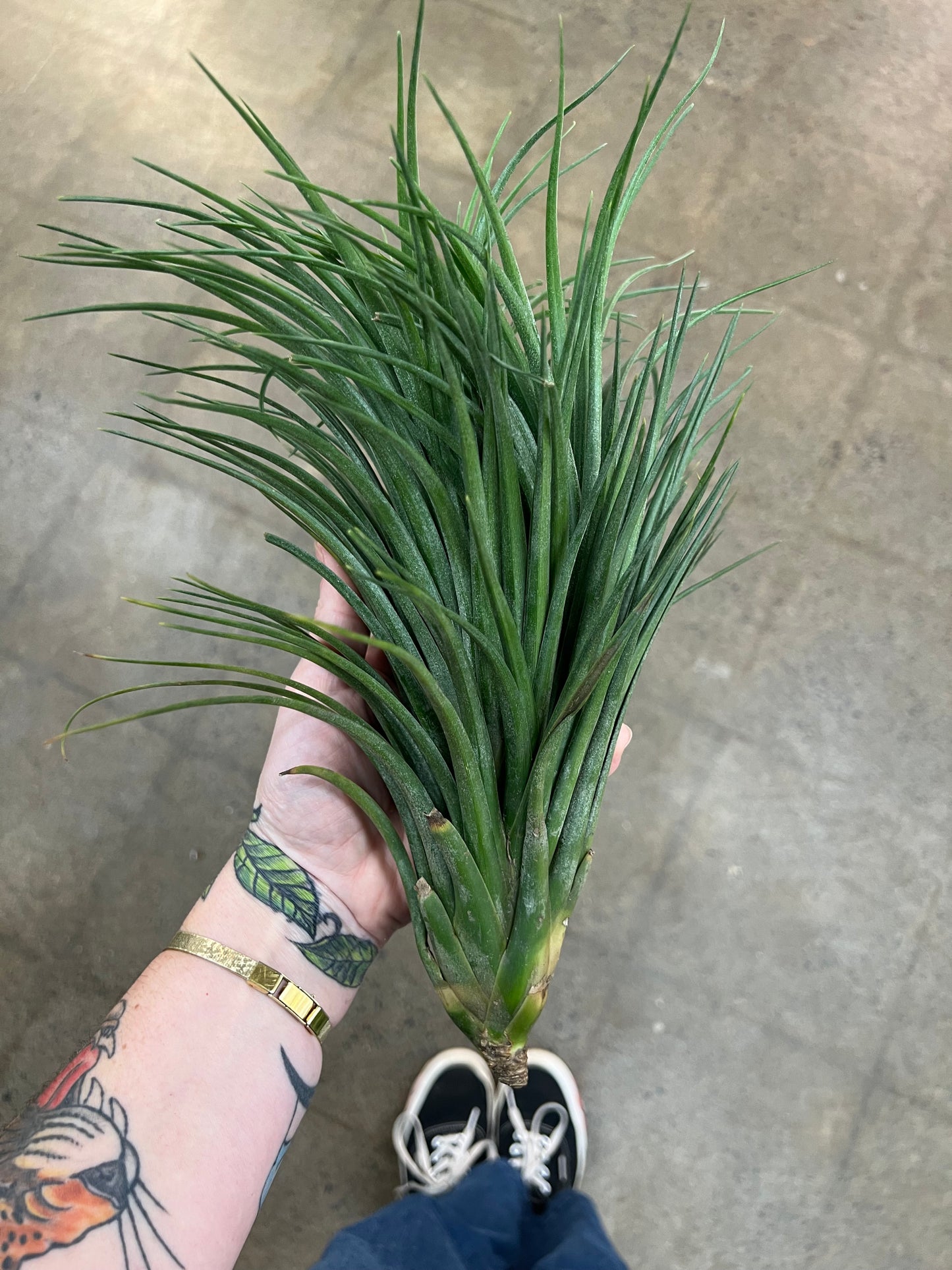 Tillandsia Victoria Giant