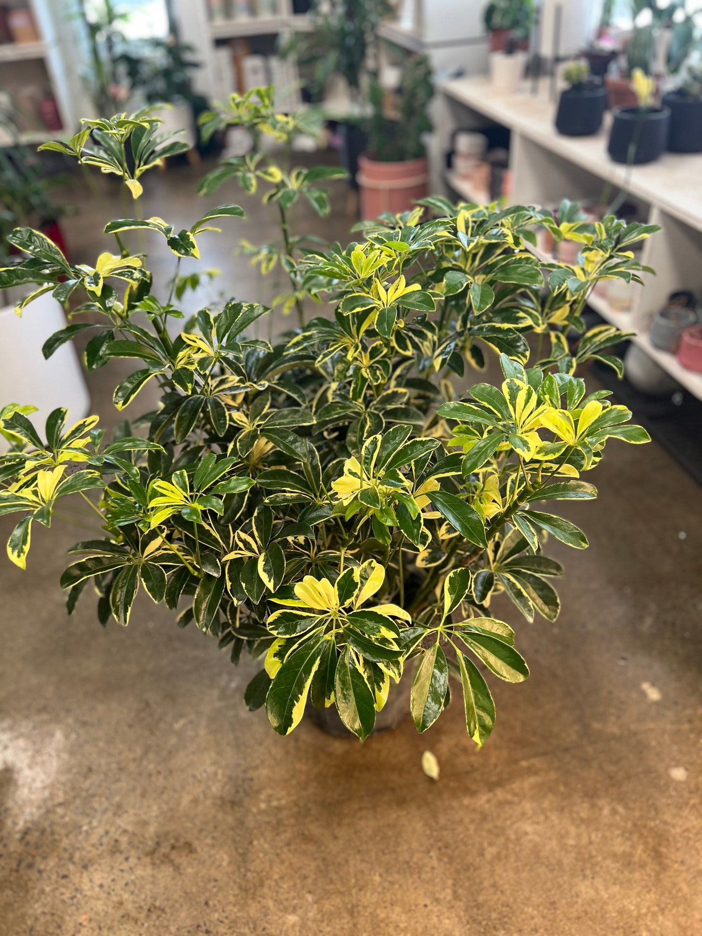 Schefflera Arboricola Prince Albert