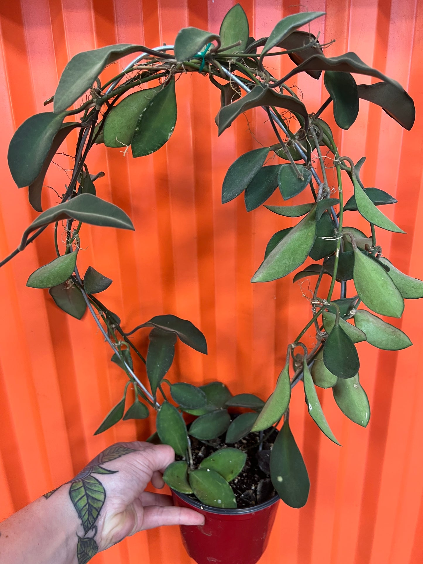 Hoya SP. Burtoniae Phillippines