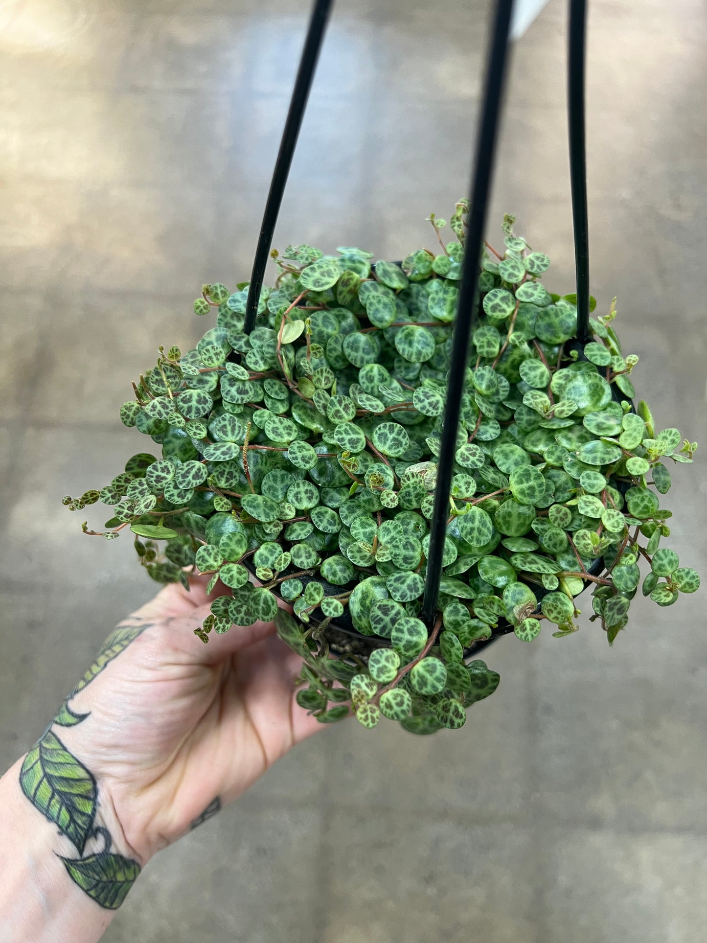 Peperomia Prostrata
