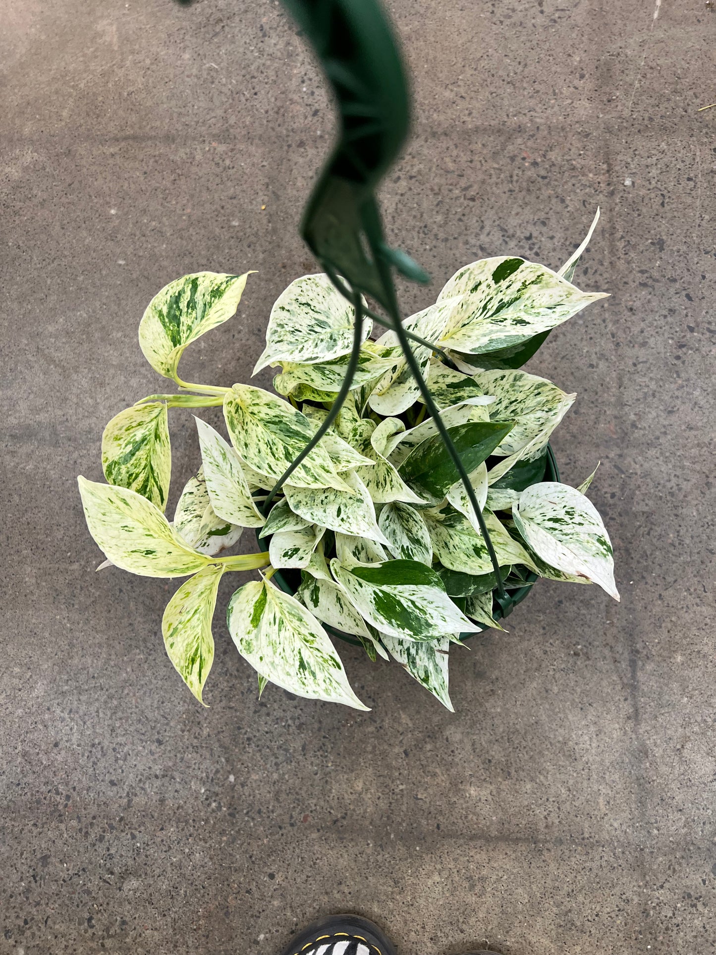 Pothos Snow Queen