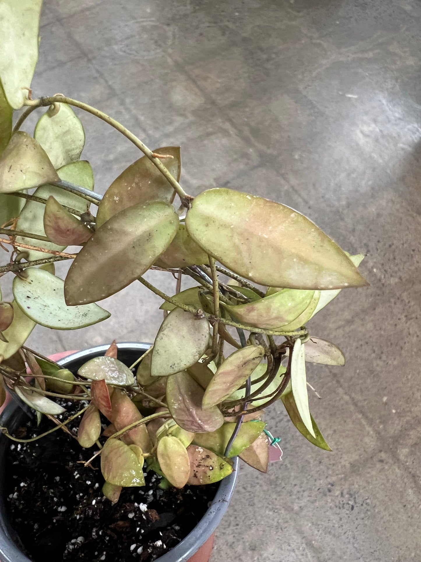 Hoya Sigillatis Alas River