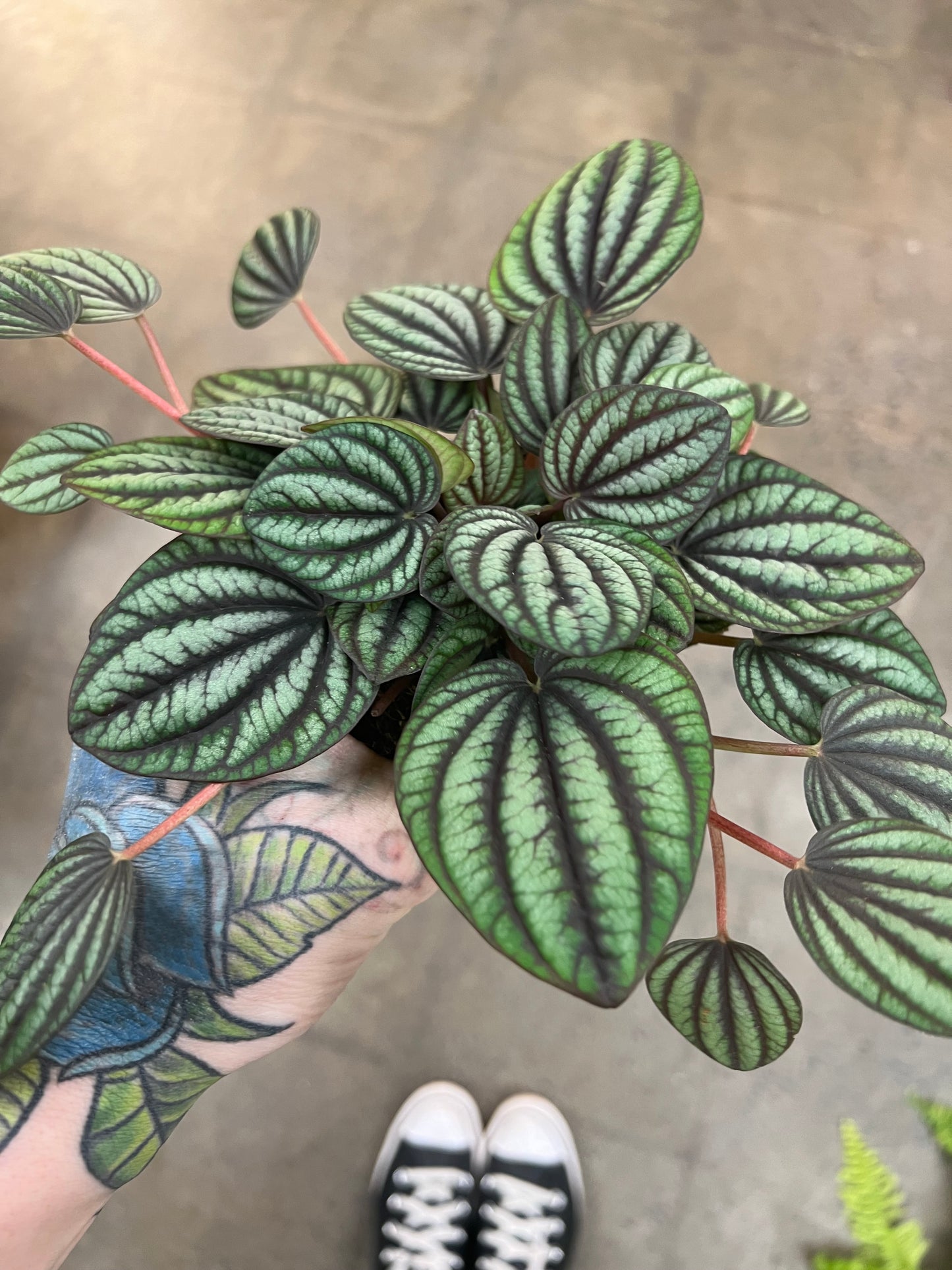 Peperomia Piccolo Banda