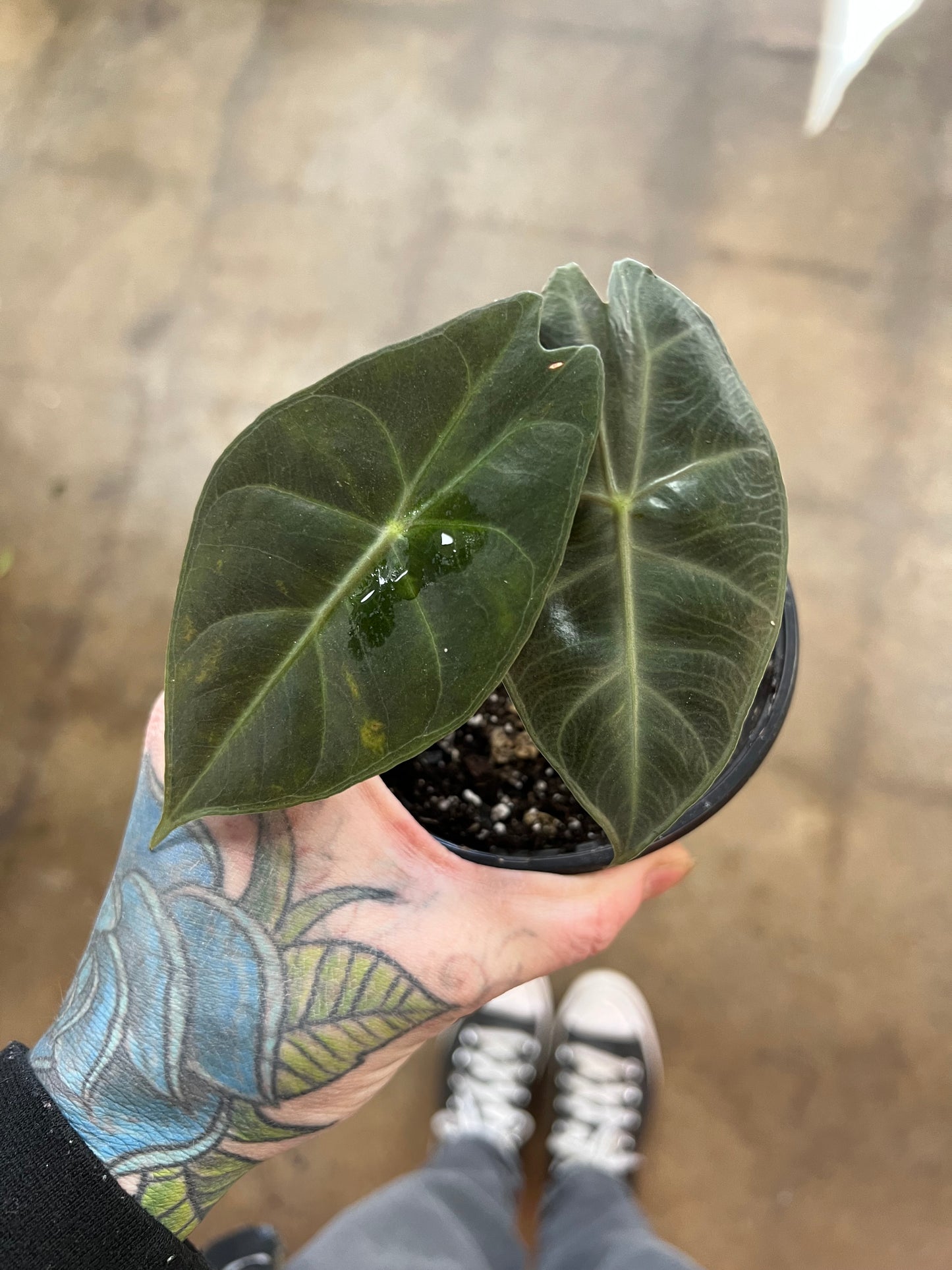 Alocasia Pink Princess