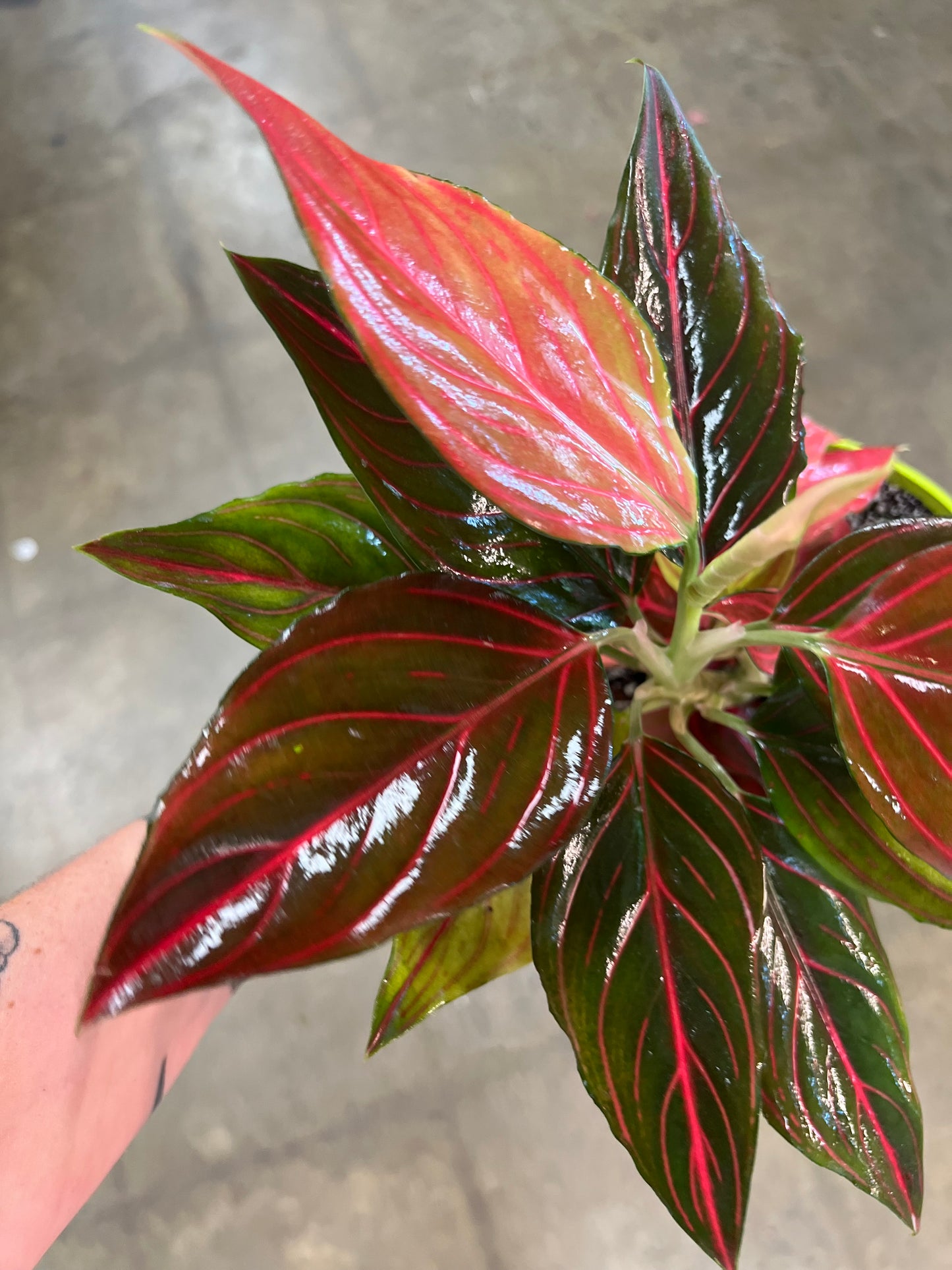Aglaonema Red Vein