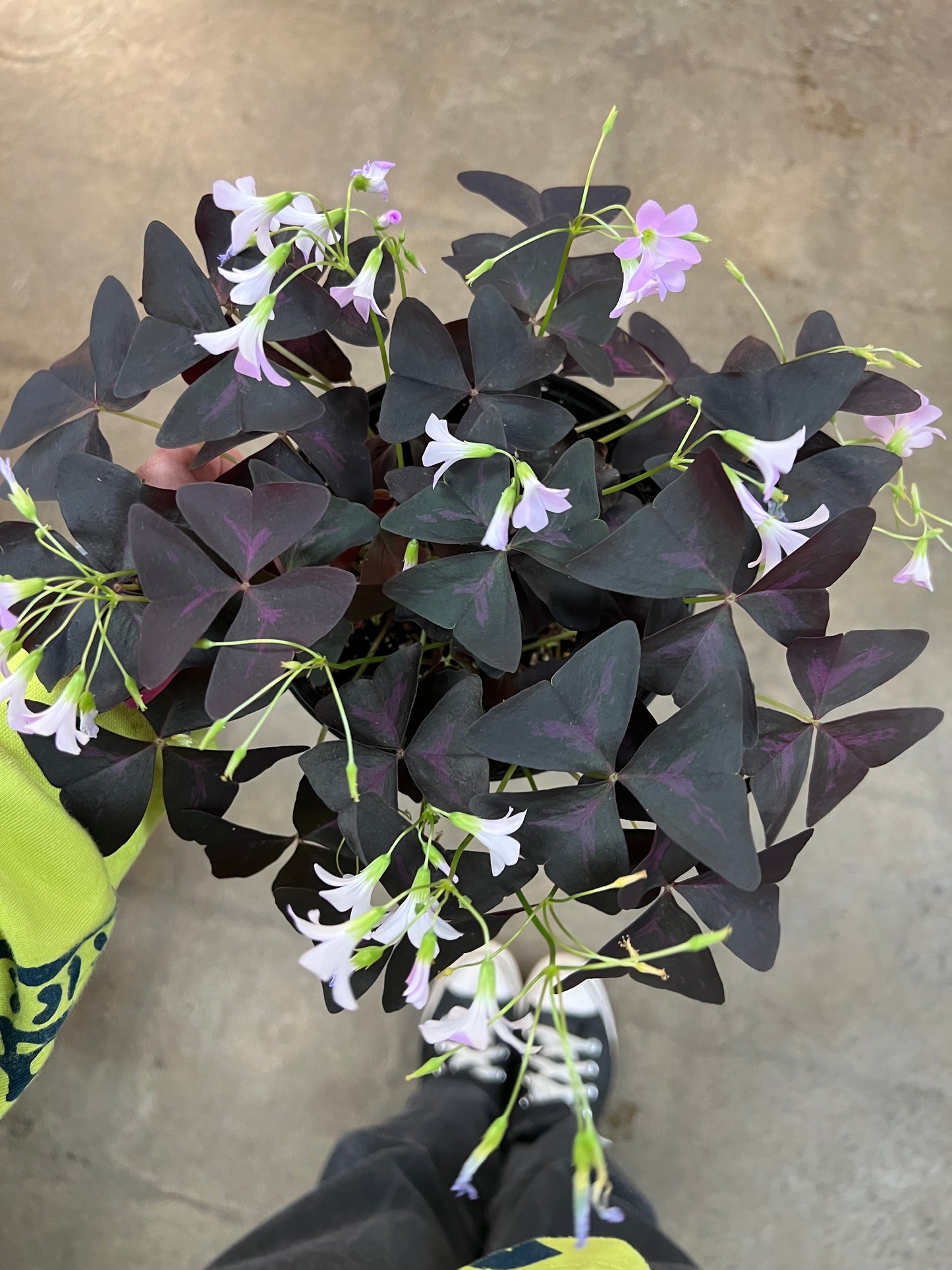 Oxalis Shamrock Rouge