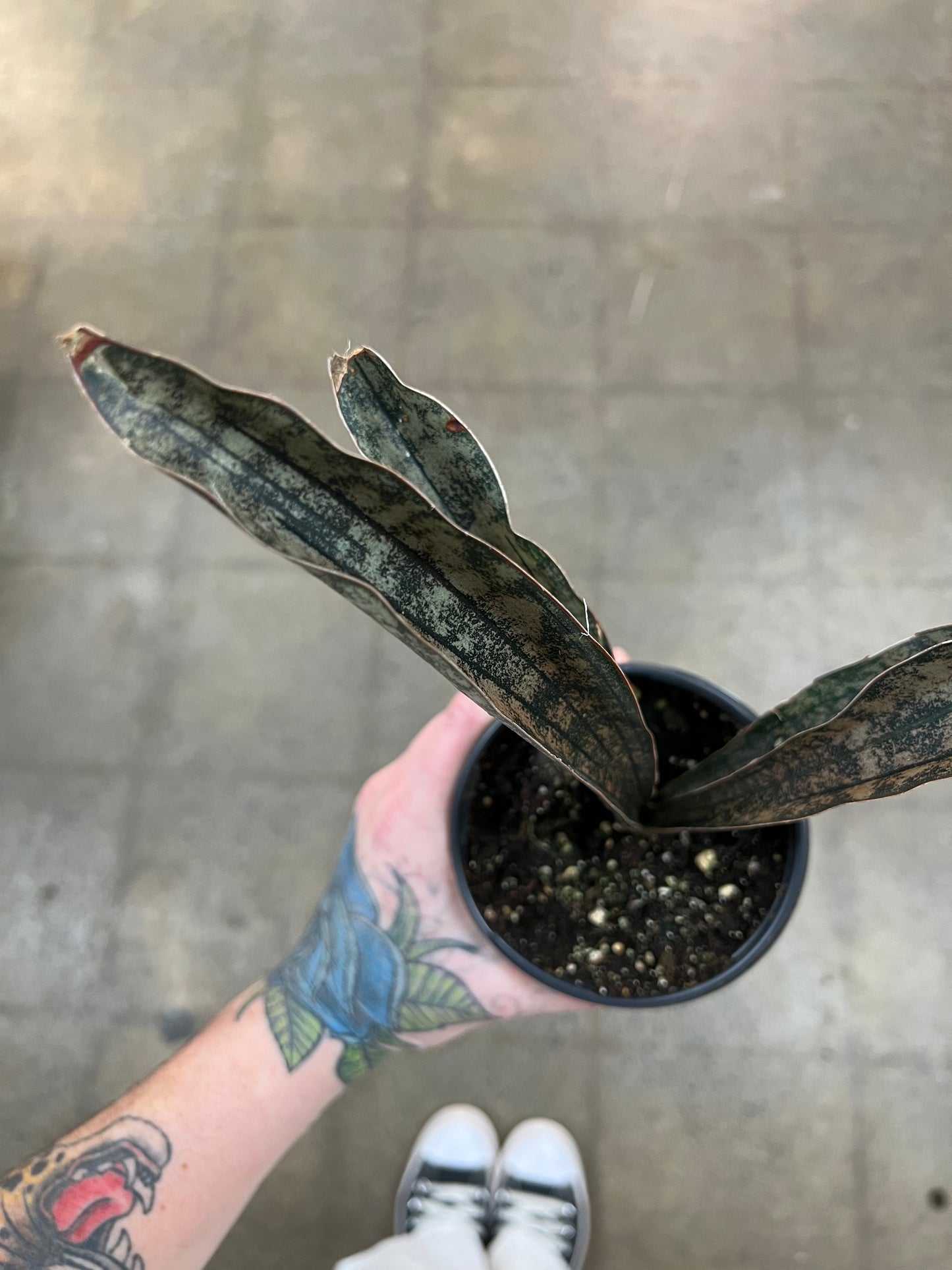 Sansevieria Coppertone