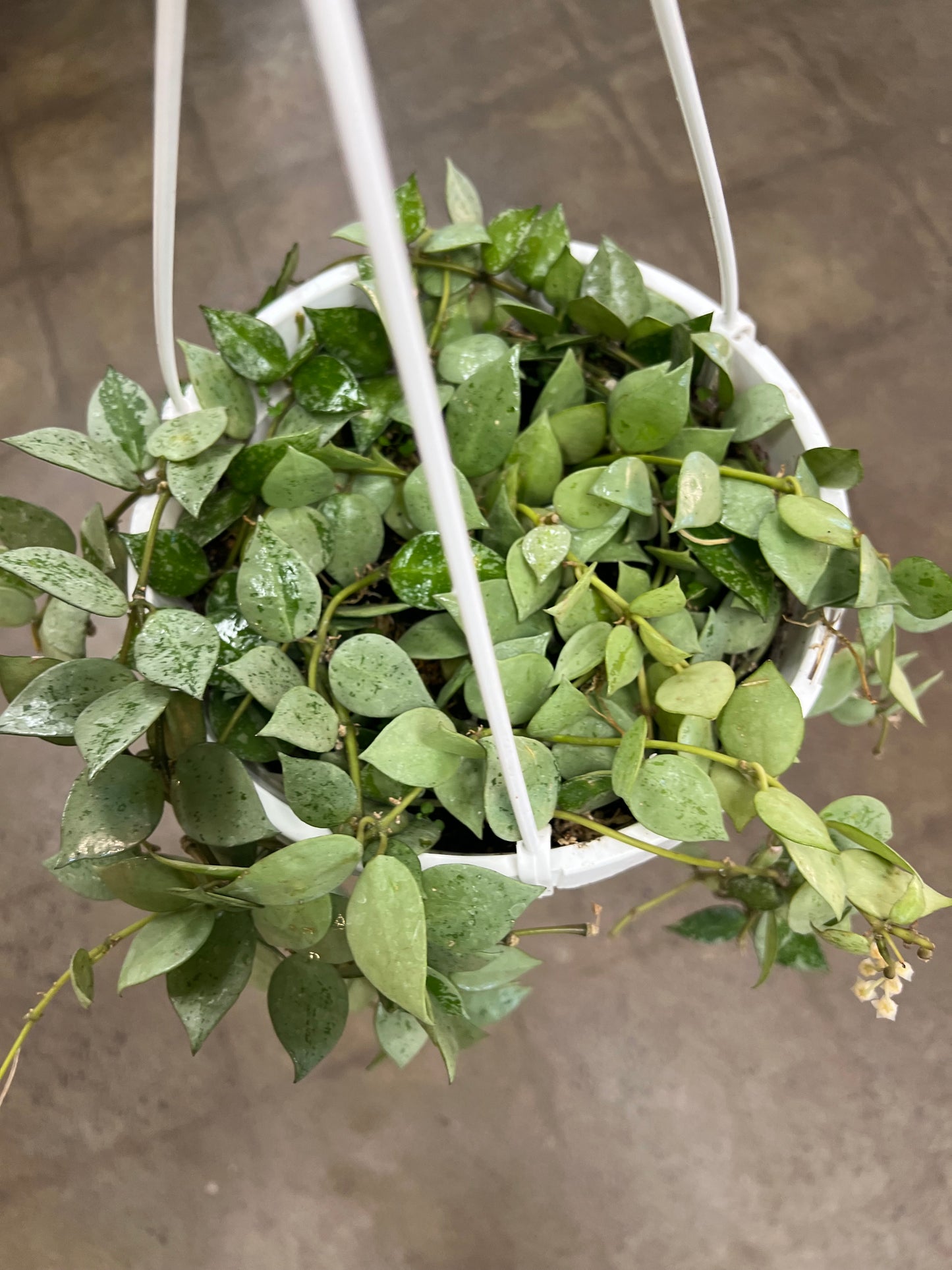 Hoya Krohniana Eskimo