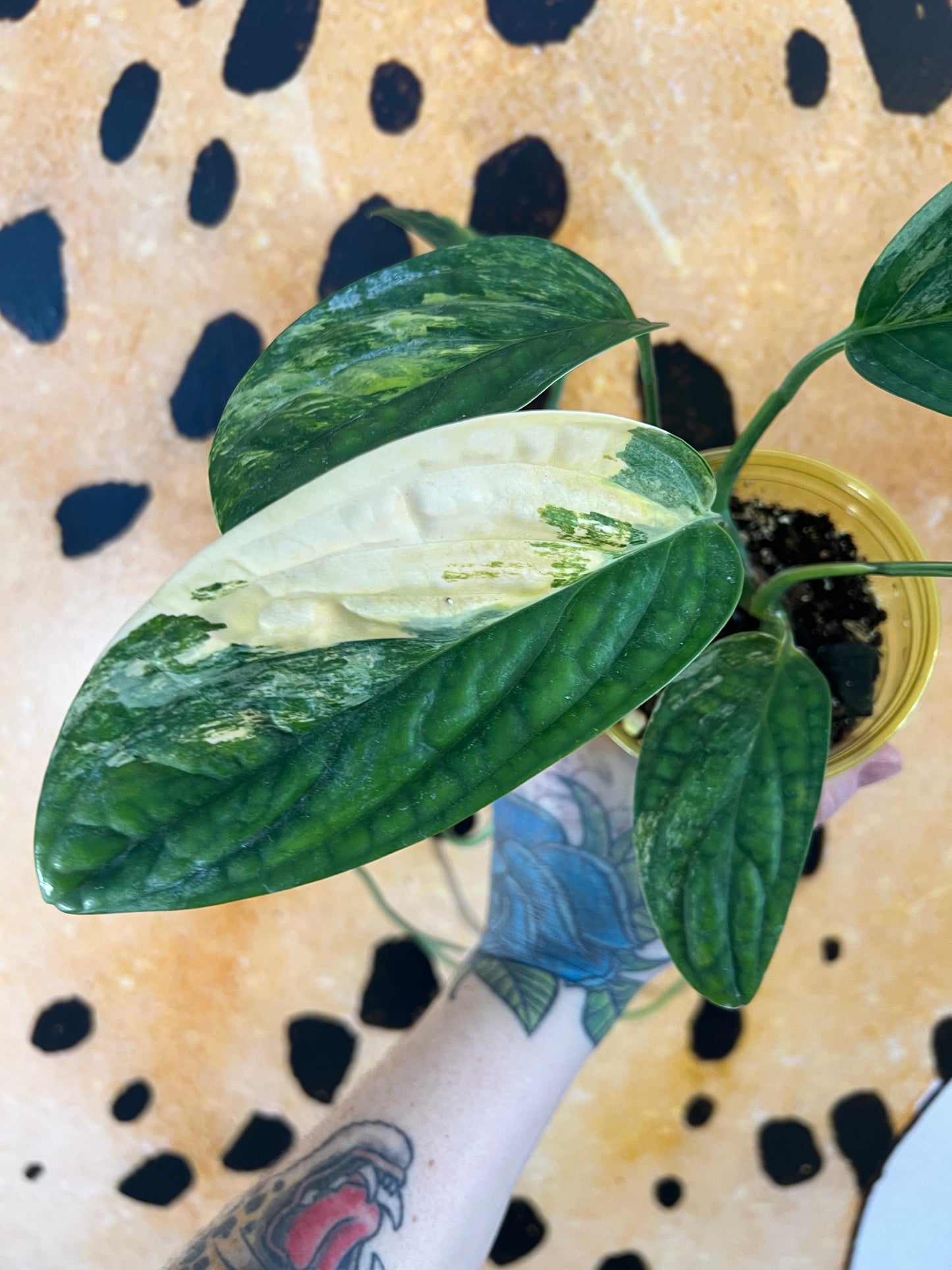 Monstera Peru Variegated